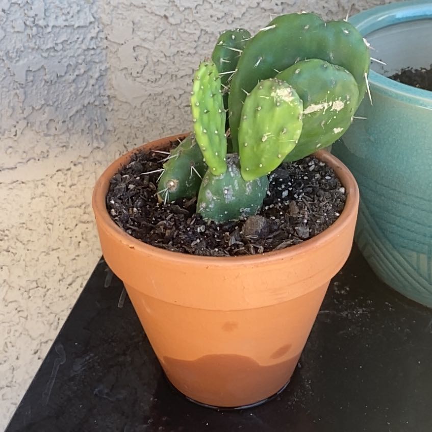 Photo of the plant species Red Buttomn Cactus by @SeamlessRimu named Molly on Greg, the plant care app