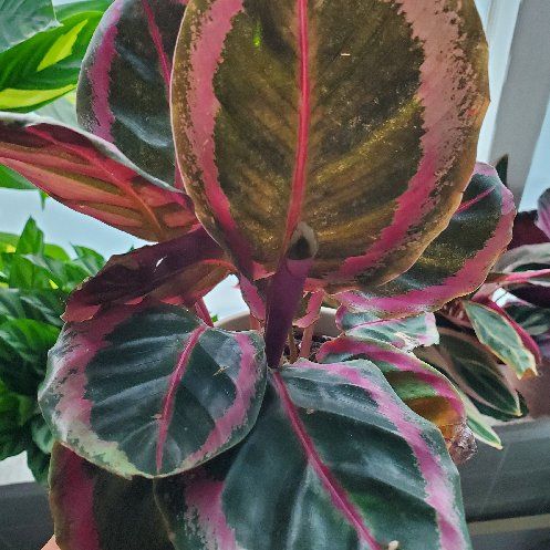 Photo of the plant species Calathea 'Julia' by @McMeowinn named Lavender on Greg, the plant care app