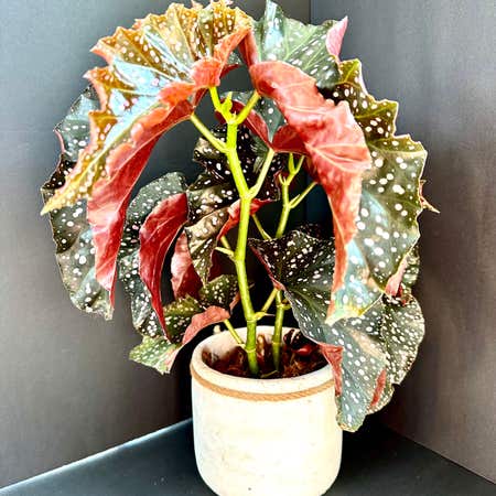 Photo of the plant species Begonia Cracklin Rosie by @AproposChaya named Elina on Greg, the plant care app