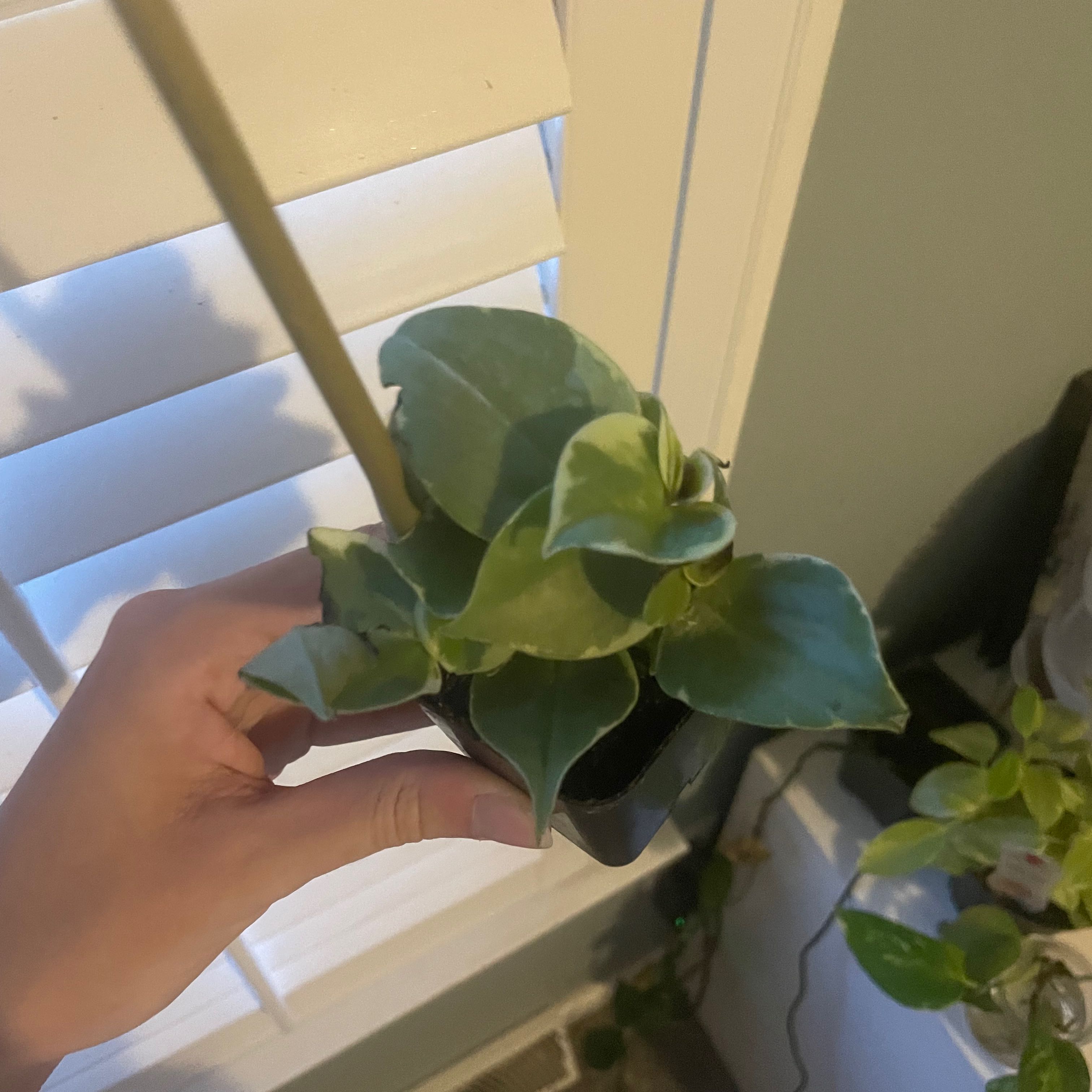 Variegated Peperomia Scandens plant held by a hand, healthy with variegated leaves.