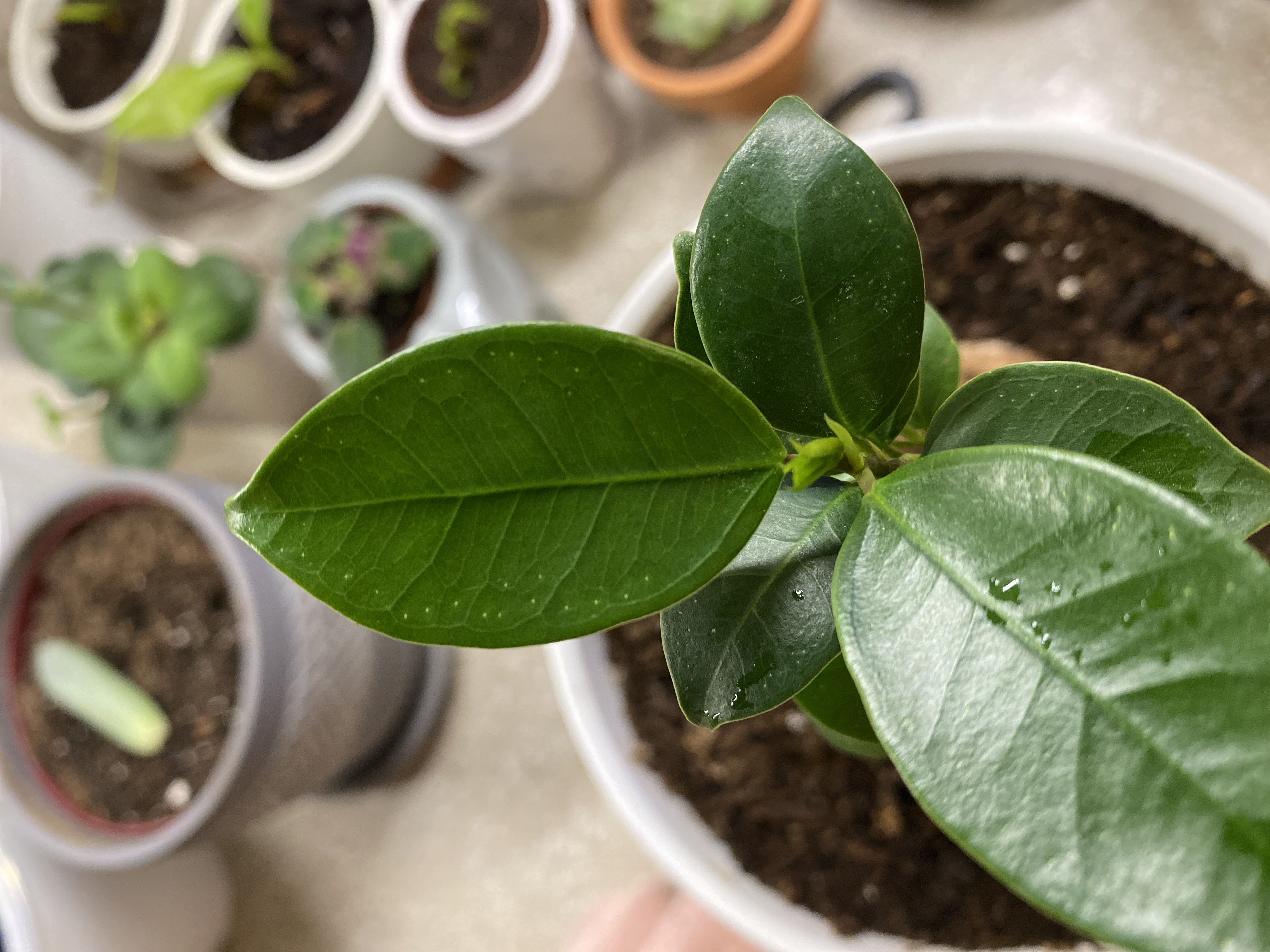 Keep Your Ficus Robusta Alive: Light, Water – QWFNTW