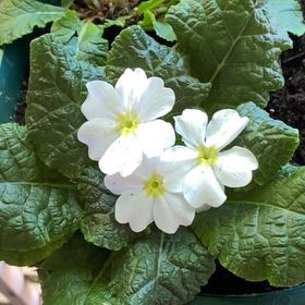Photo of the plant species Common Primrose by @PlantedApart named Kylie on Greg, the plant care app