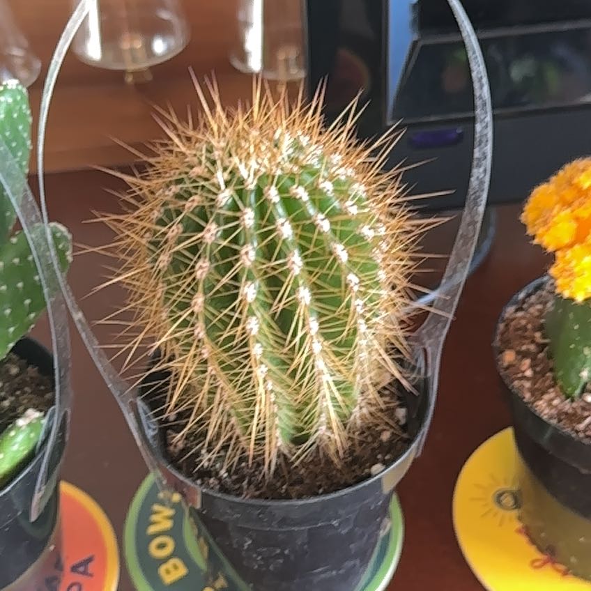 Photo of the plant species Trichocereus purpureopilosus by @RulerSwamprose named Kesha on Greg, the plant care app
