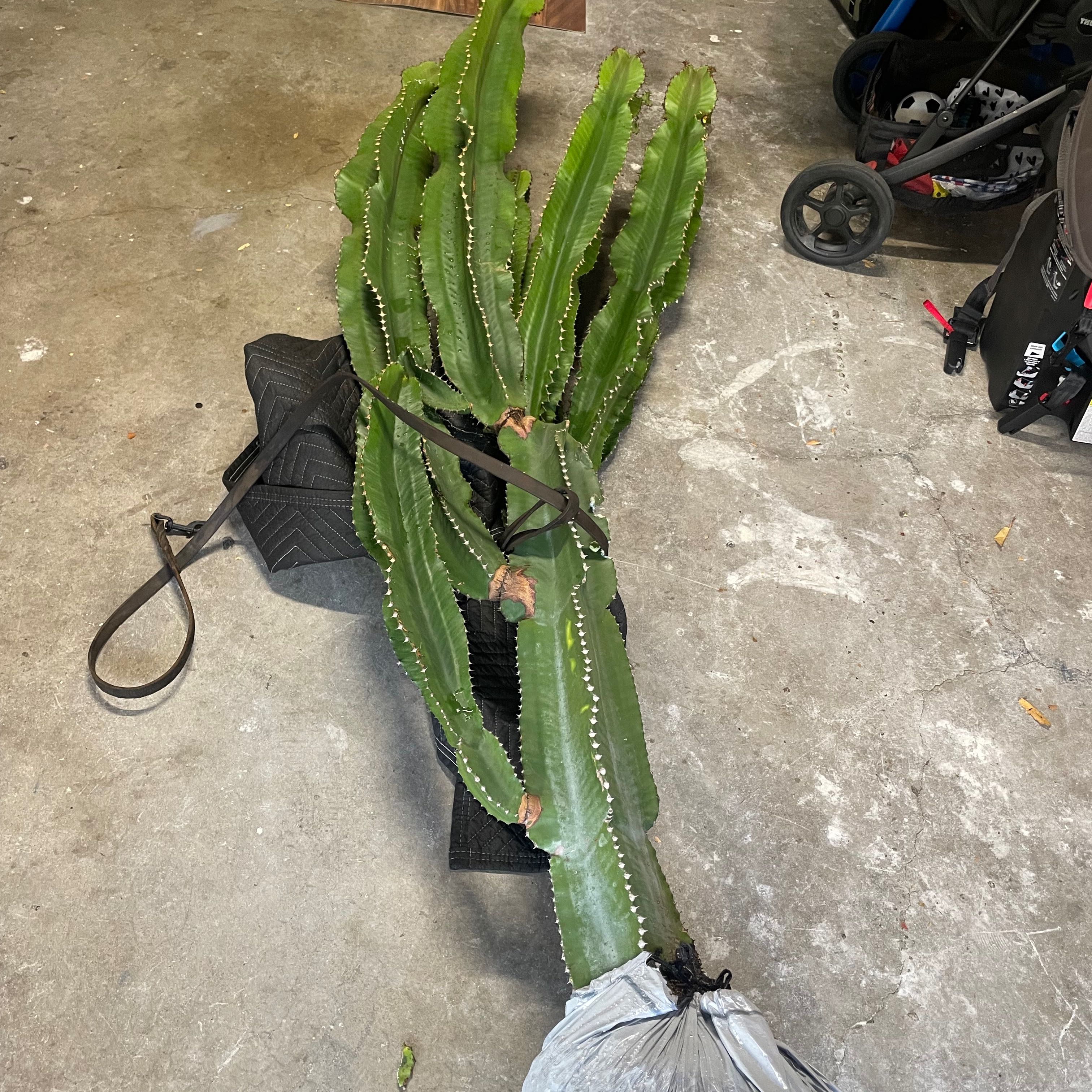 Giant African Candelabra Tree with multiple tall, ribbed stems lying on the ground.