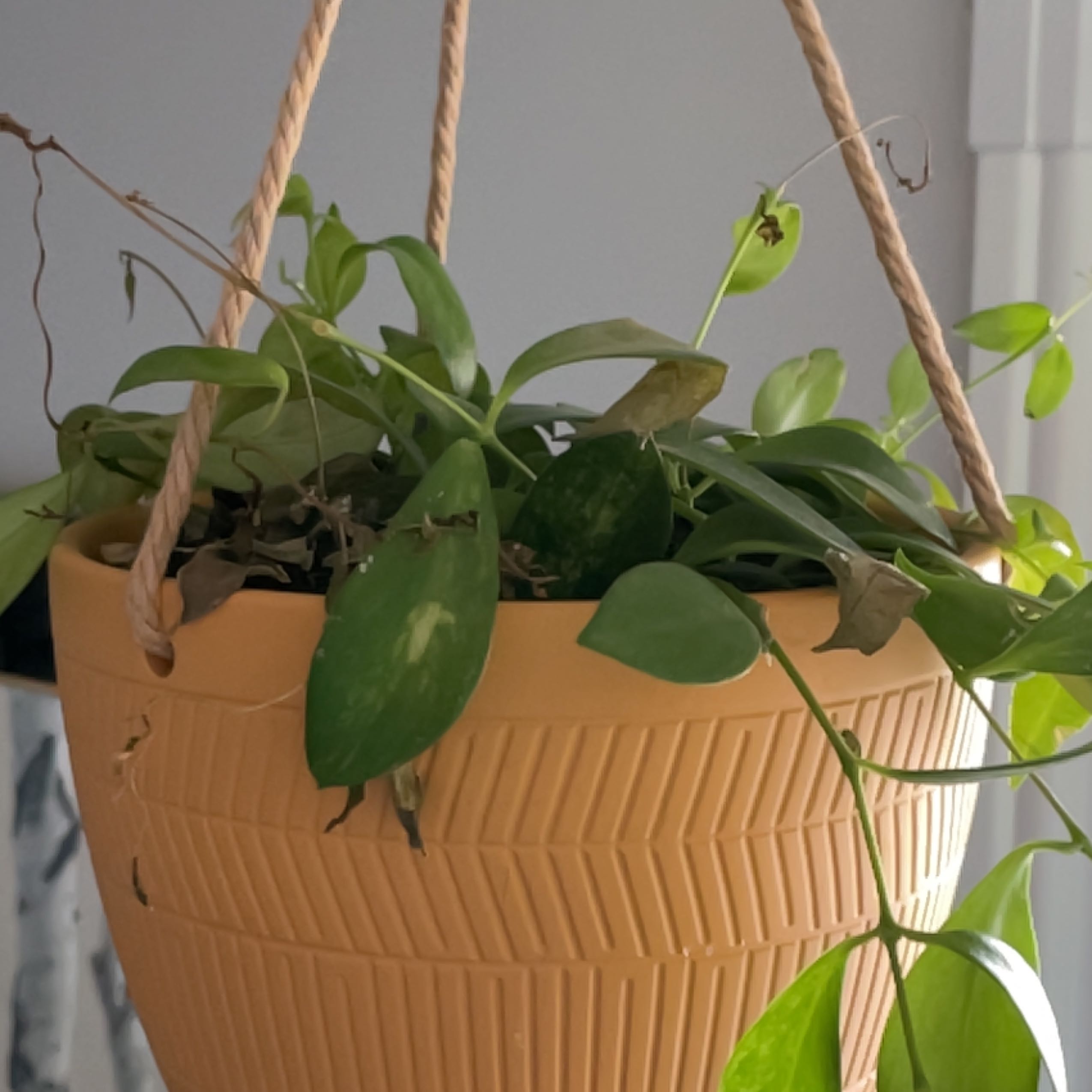 Variegated Lipstick Vine in a hanging pot with some yellowing and browning leaves.