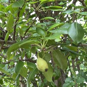 Photo of the plant species Common Pear by @PerfectTejocote named Eva on Greg, the plant care app