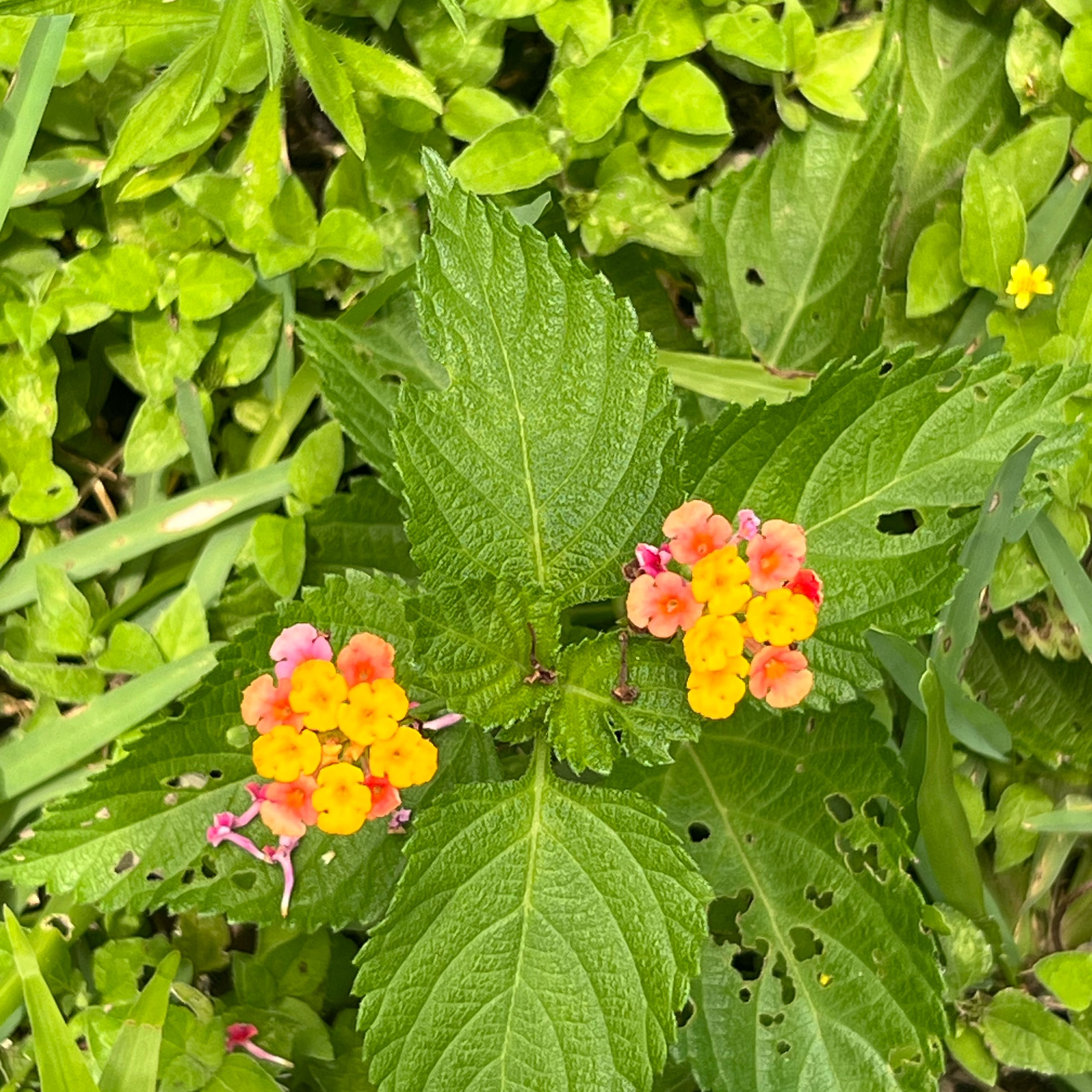 Photo of the plant species Yellow Sage by @PerfectTejocote named Forrest on Greg, the plant care app