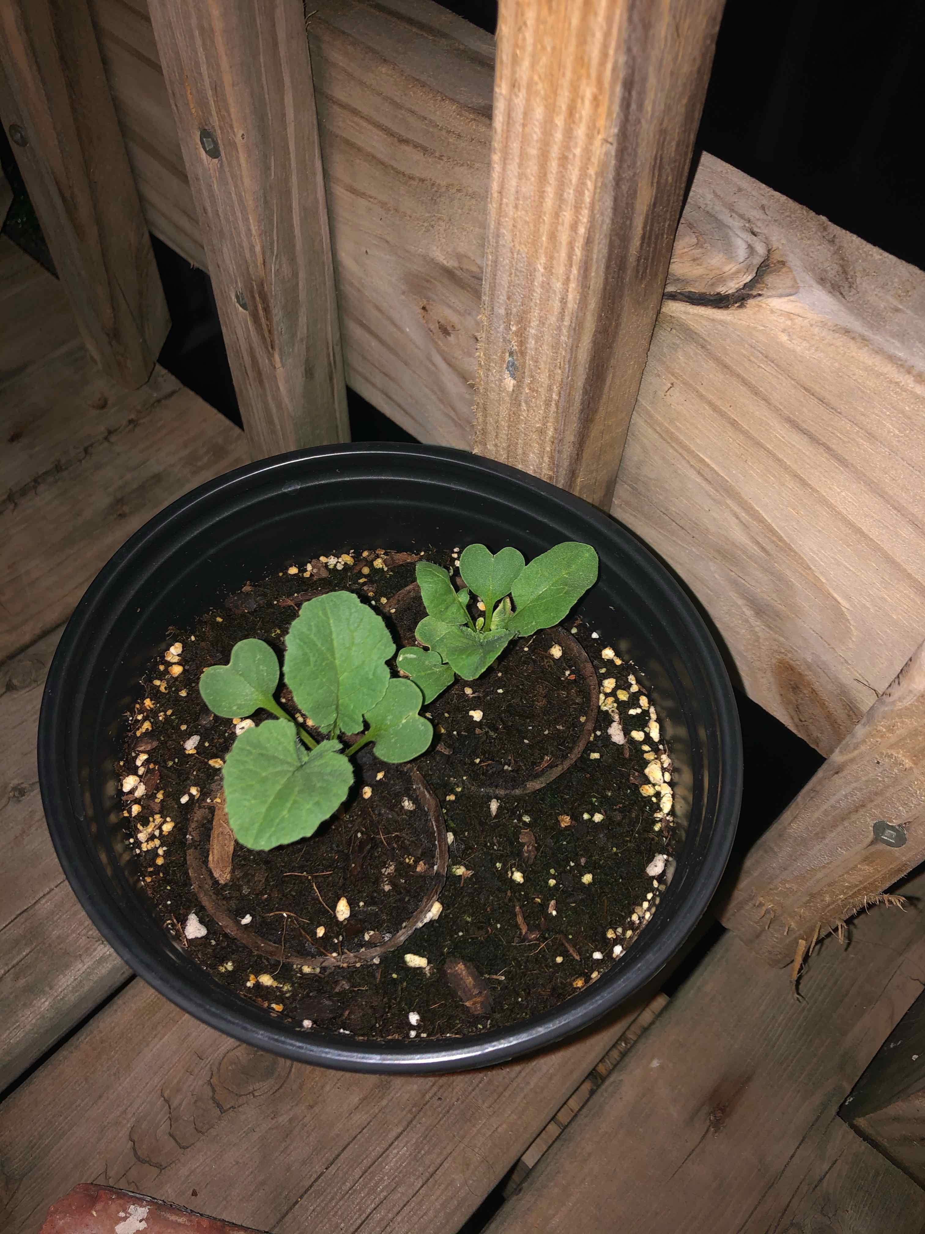 Potted radish seedlings with healthy green leaves and visible soil.
