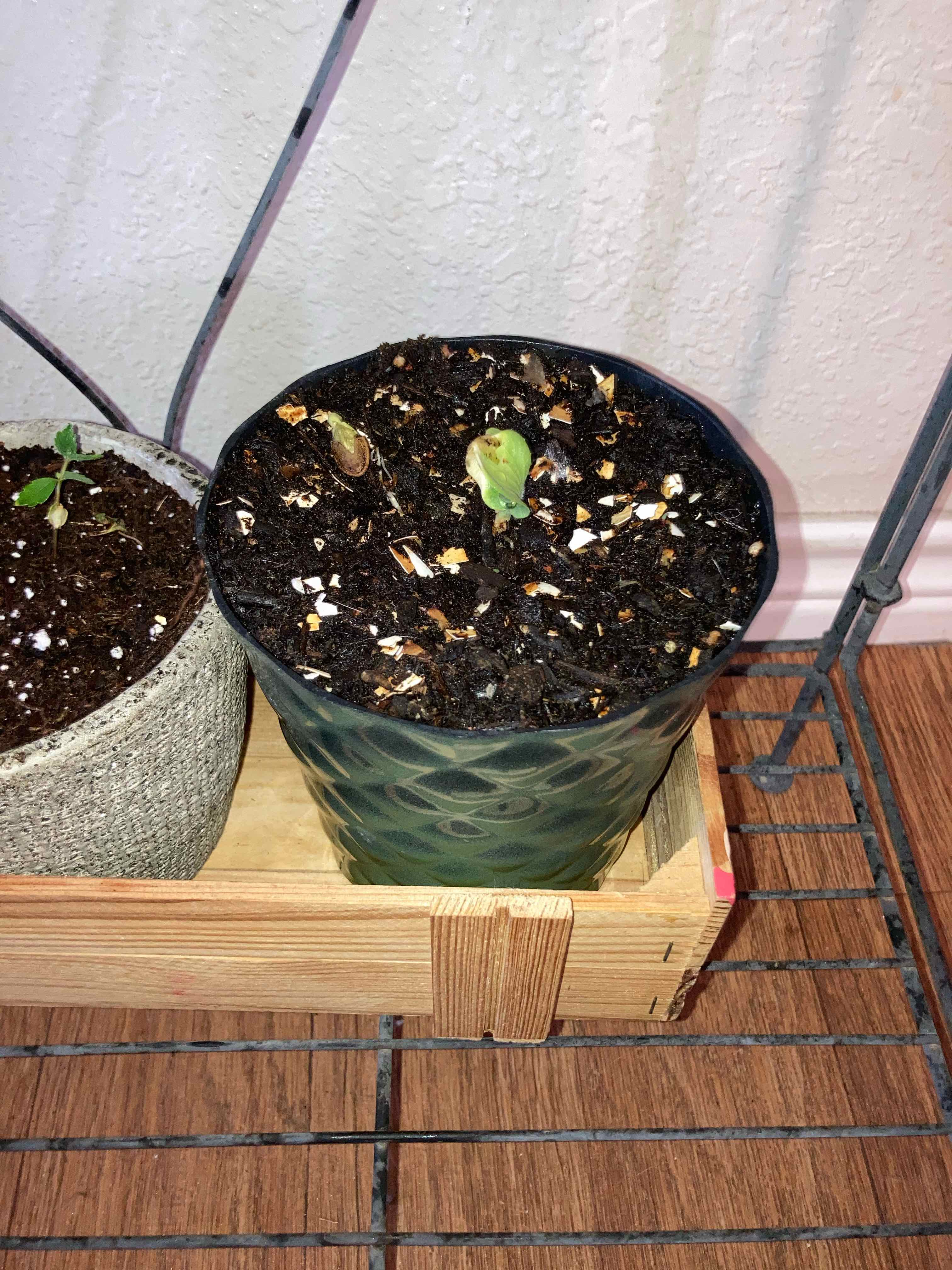 Young Summer Squash plant in a pot with visible soil, early growth stage.