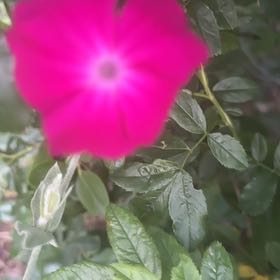 Photo of the plant species Rose Campion by @YoungCowslip named Curie on Greg, the plant care app