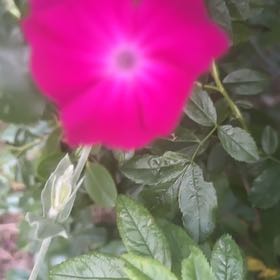 Photo of the plant species Rose Campion by @YoungCowslip named Treeyoncé on Greg, the plant care app