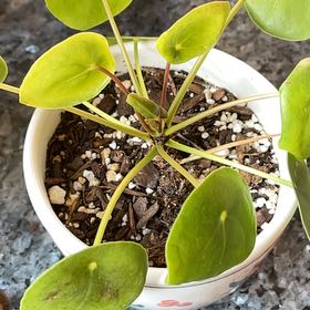 “Up” Chinese Money Plant