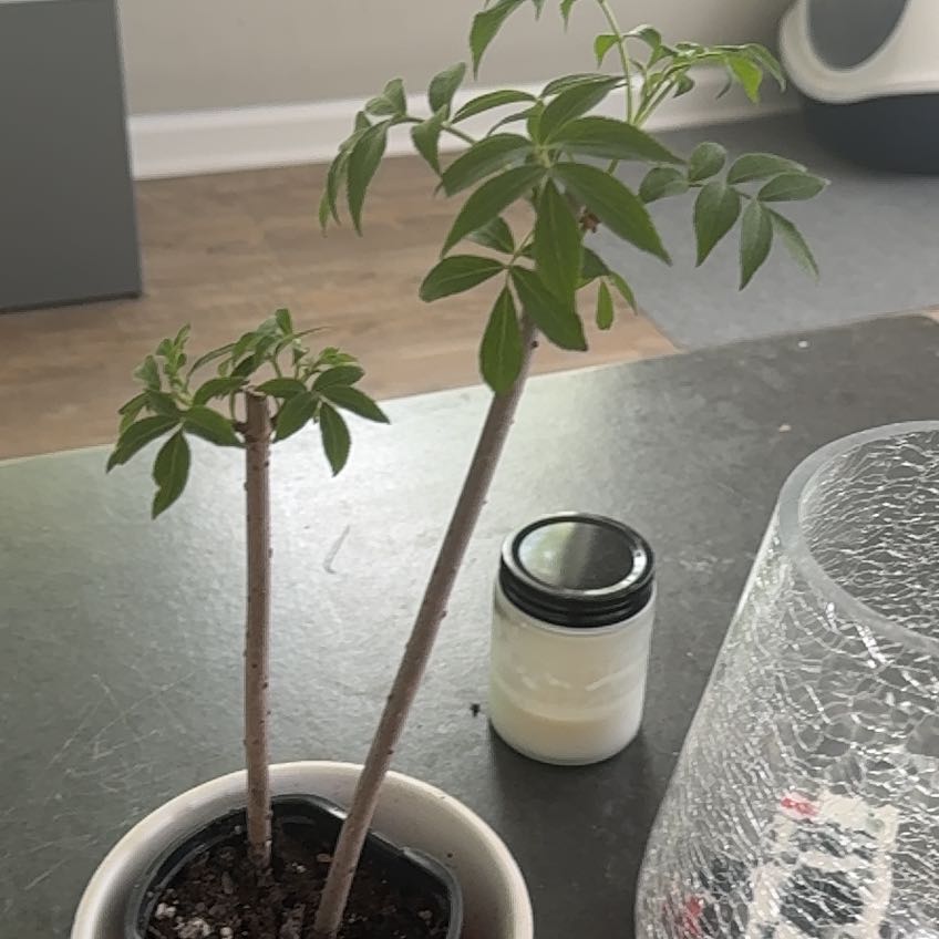 Plant care for American Cranberrybush 'Dart's Sunny Boy' on Greg, the plant care app