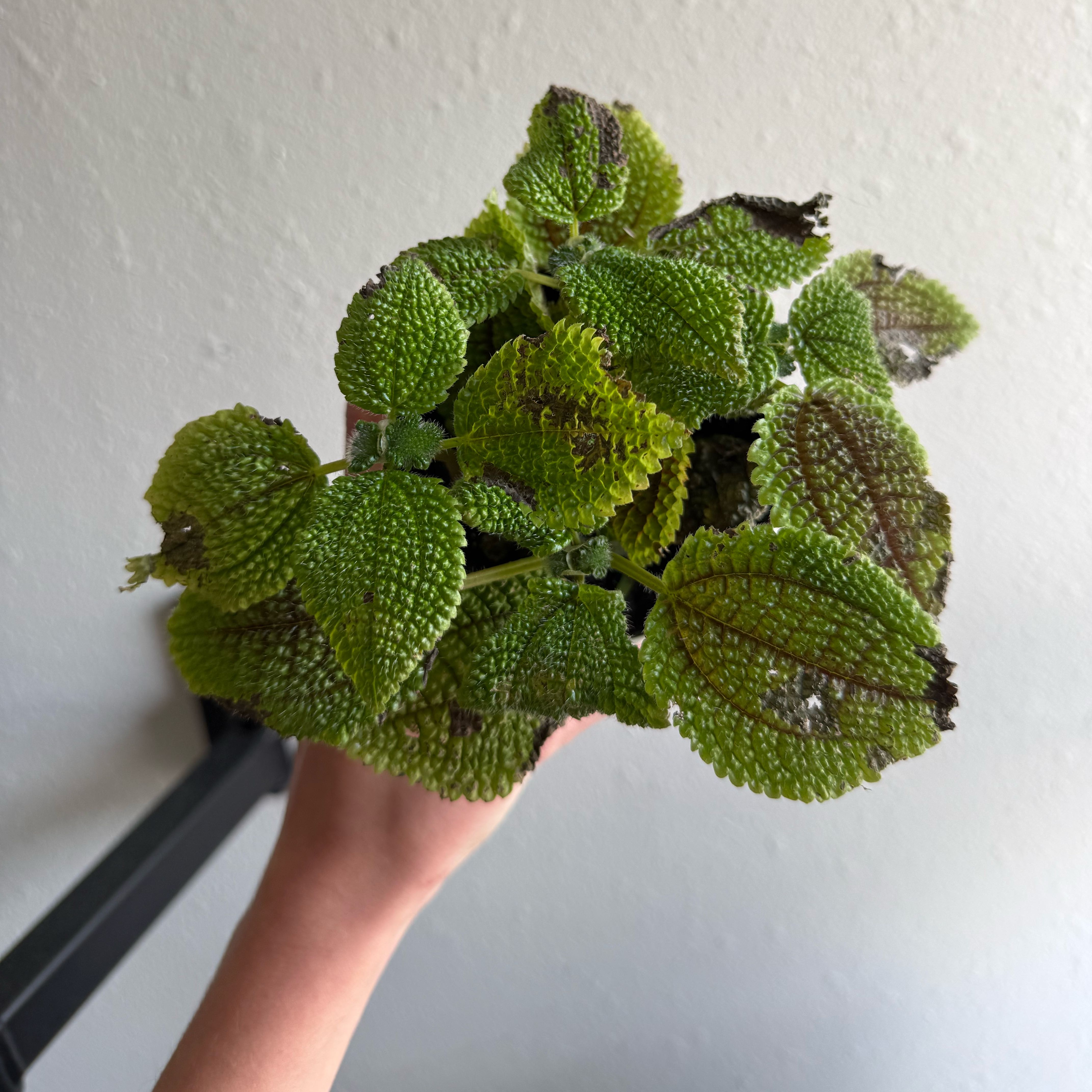 Spike Leaves