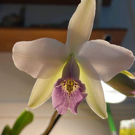 Photo of the plant species Laelia anceps by @JazzedOakfern named Athena on Greg, the plant care app