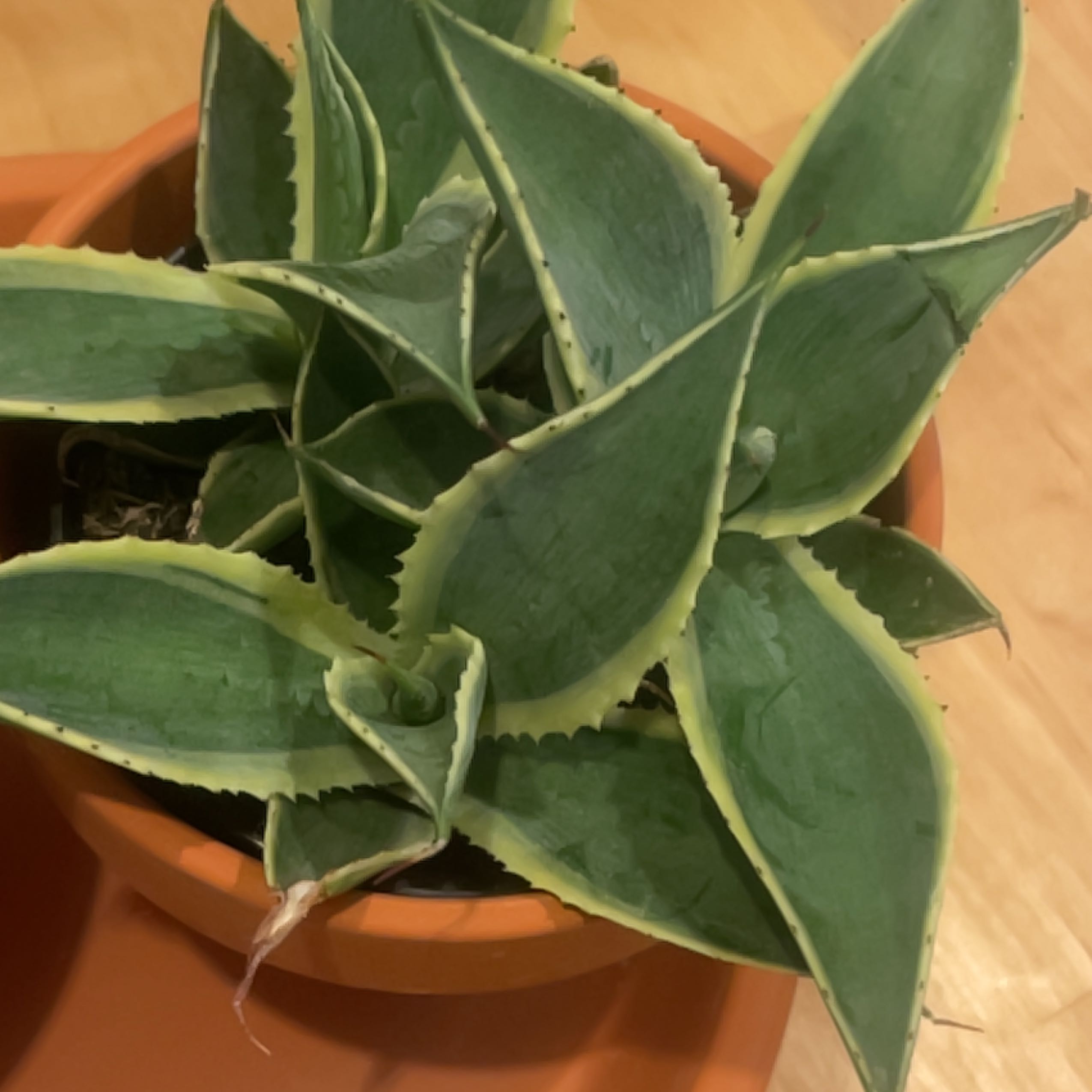 Potted Thorn-Crested Century Plant with green leaves and yellow edges.
