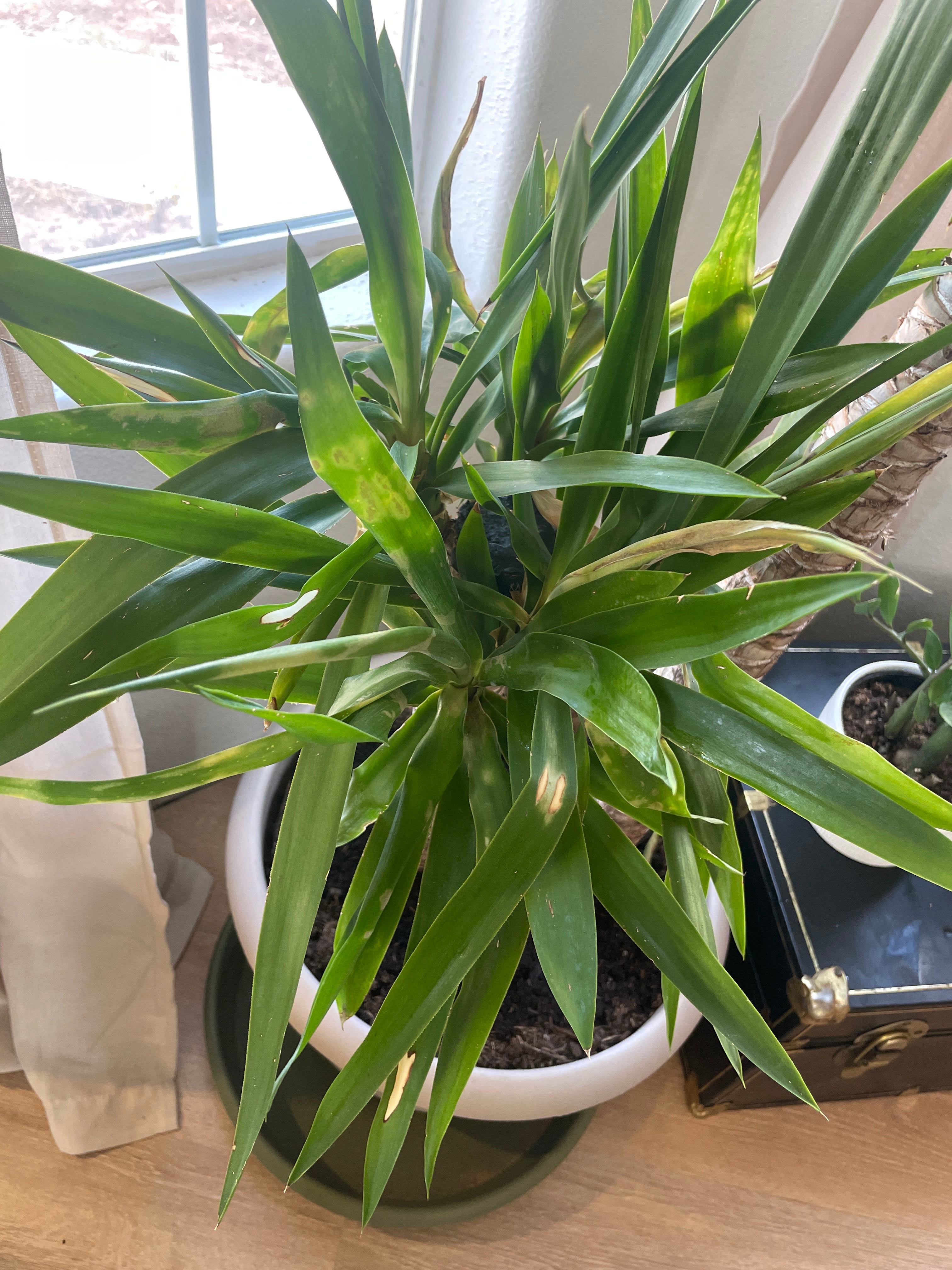 Yucca 'Moonlight' How Much Water & Light Does it Need to Thrive?