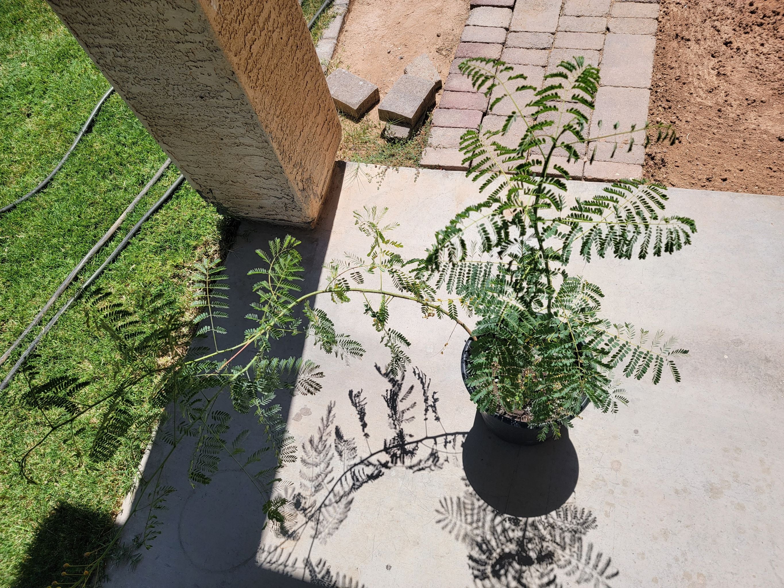 Mysore Thorn Care 101 Water, Light & Growing Tips