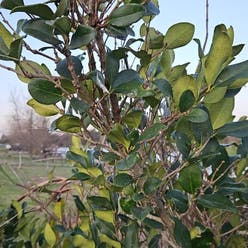 Waxleaf Privet plant