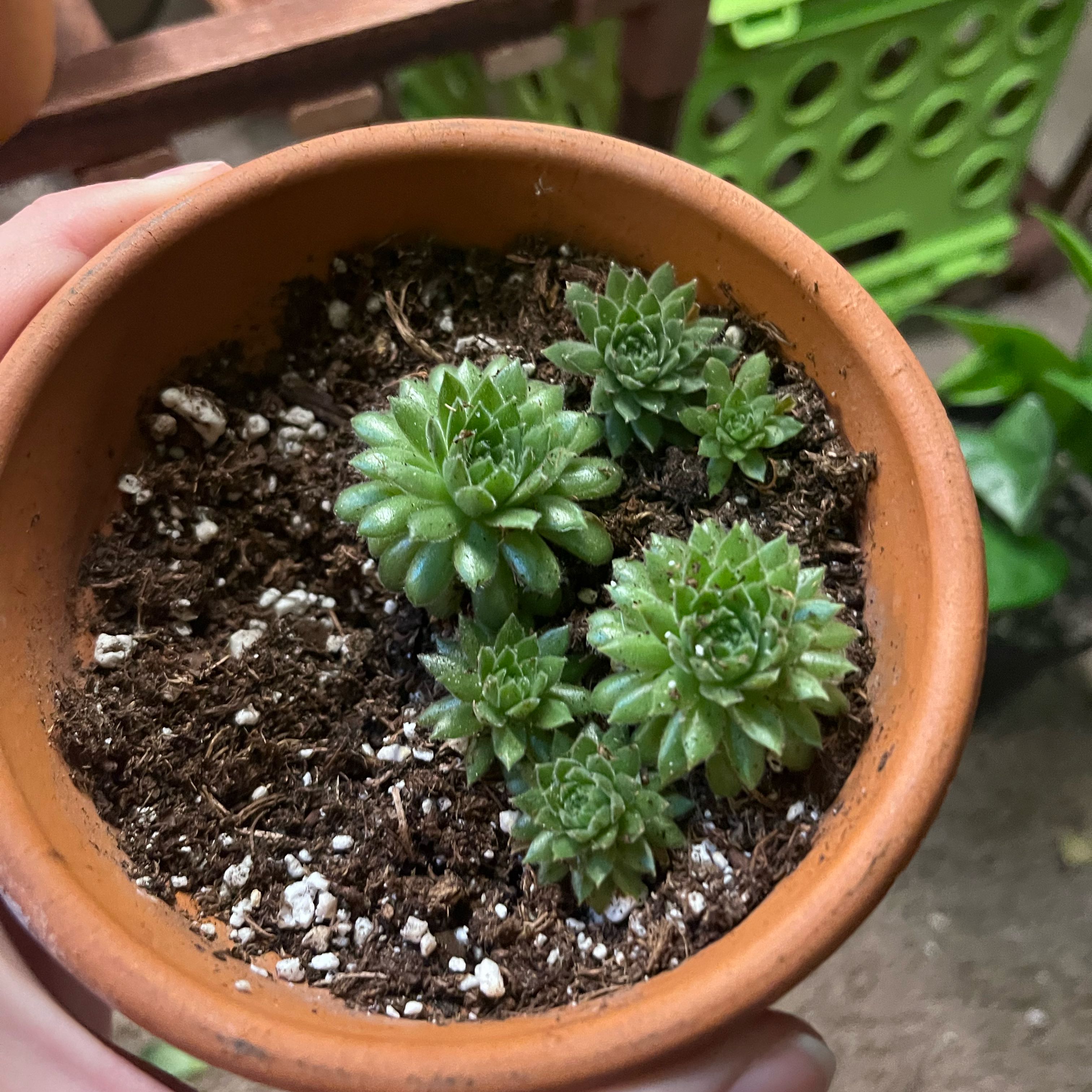 Photo of the plant species Cobweb Houseleek by @OverjoyedRose named Demi on Greg, the plant care app