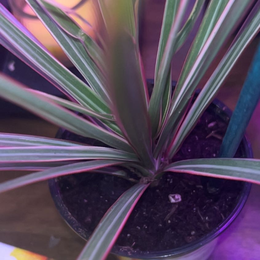 Dracaena plant in a small pot with visible soil and healthy leaves.