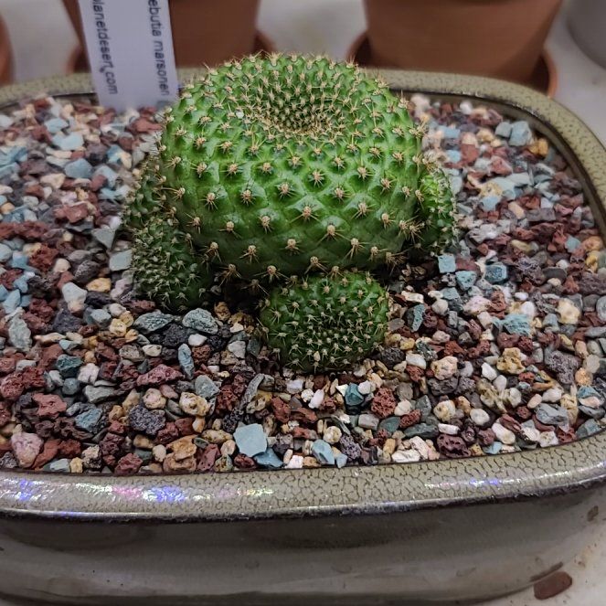 Photo of the plant species Rebutia marsoneri by @ProperlyCowbane named da Vinci on Greg, the plant care app