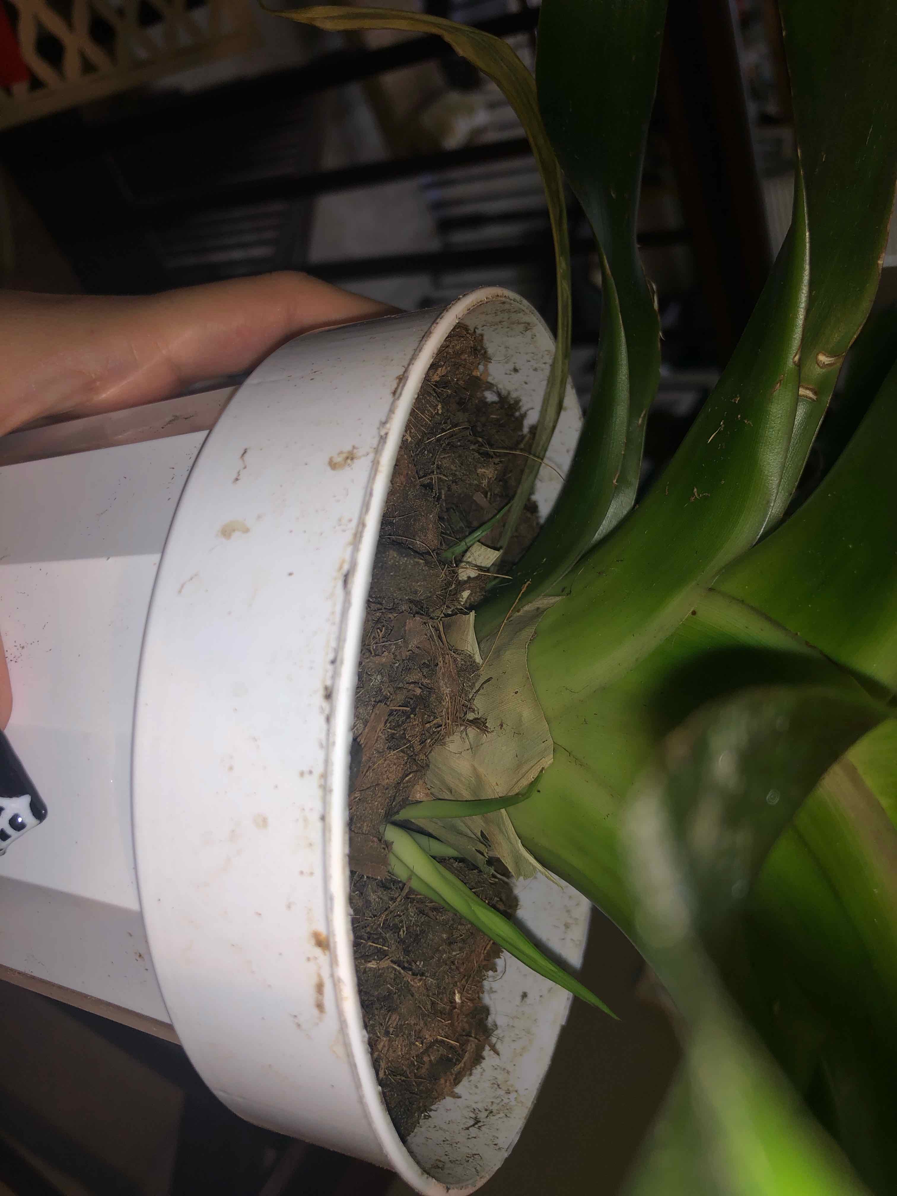 🐍 Why Are My Bromeliad Medusa Leaves Turning Yellow?