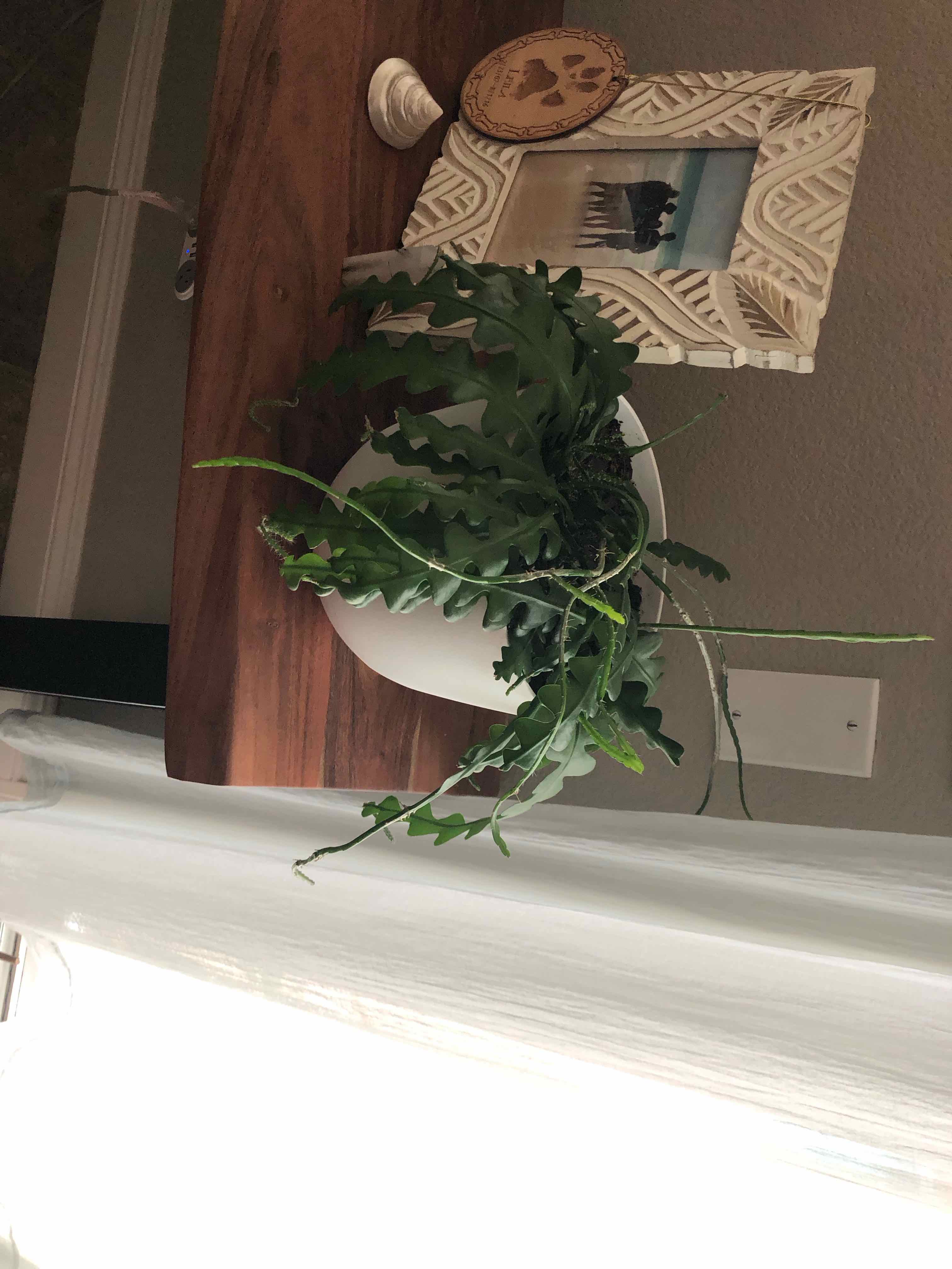 Fishbone Cactus plant photo by @noelani_aquino named ziggy on Greg, the plant care app.