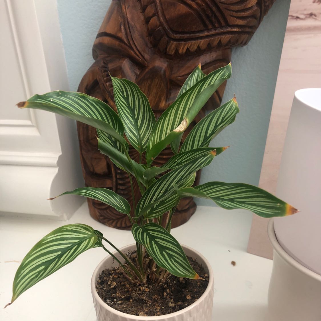 Calathea Vittata plant in a white pot with some browning leaf tips.
