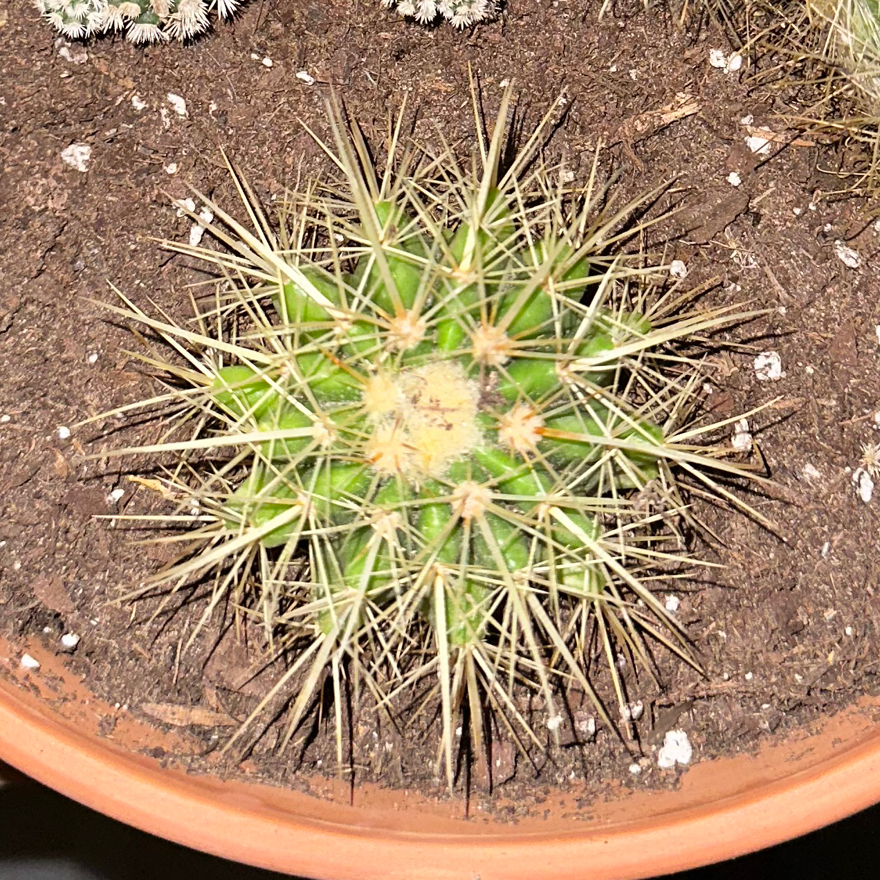 Photo of the plant species Echinocereus cinerascens by @GnarlyPandan named Emerson on Greg, the plant care app