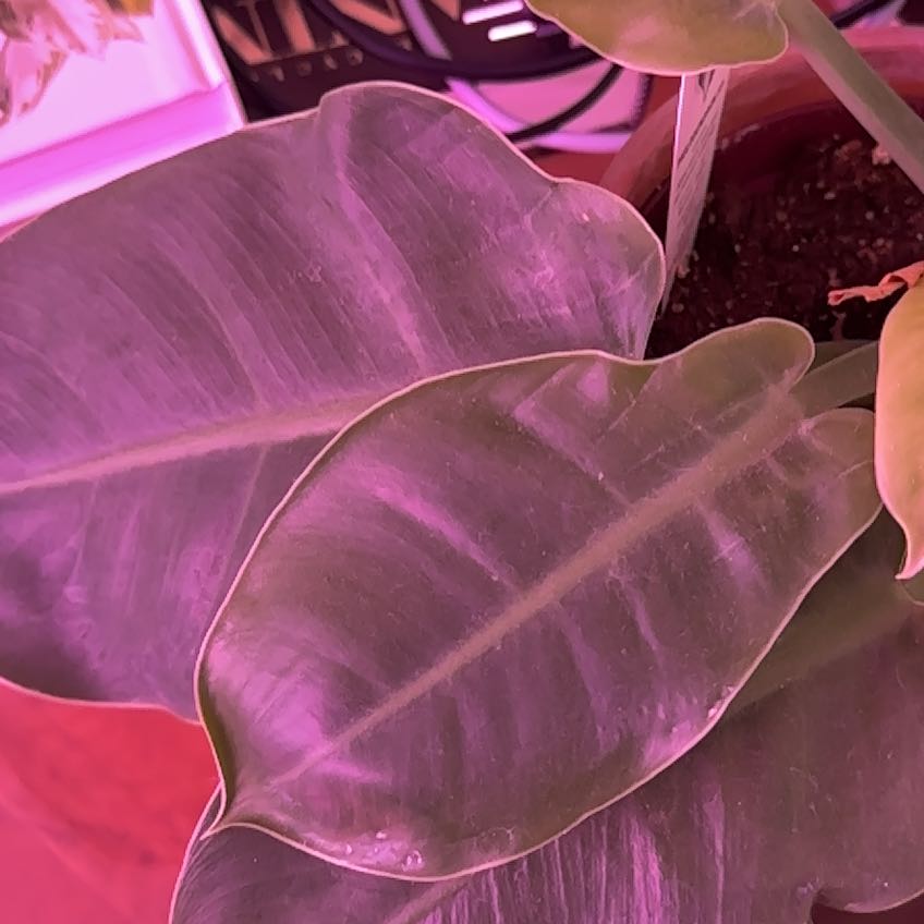Philodendron Splendid plant with large, glossy leaves in a pot. Soil is visible.
