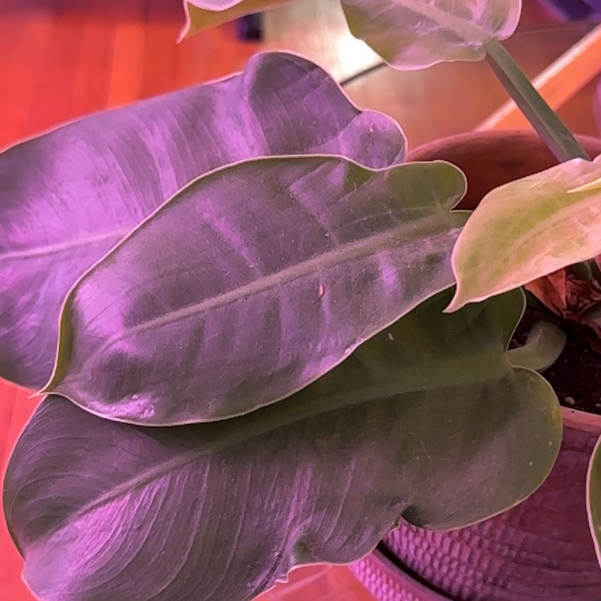 Philodendron Splendid plant with large, dark green leaves in a pot.