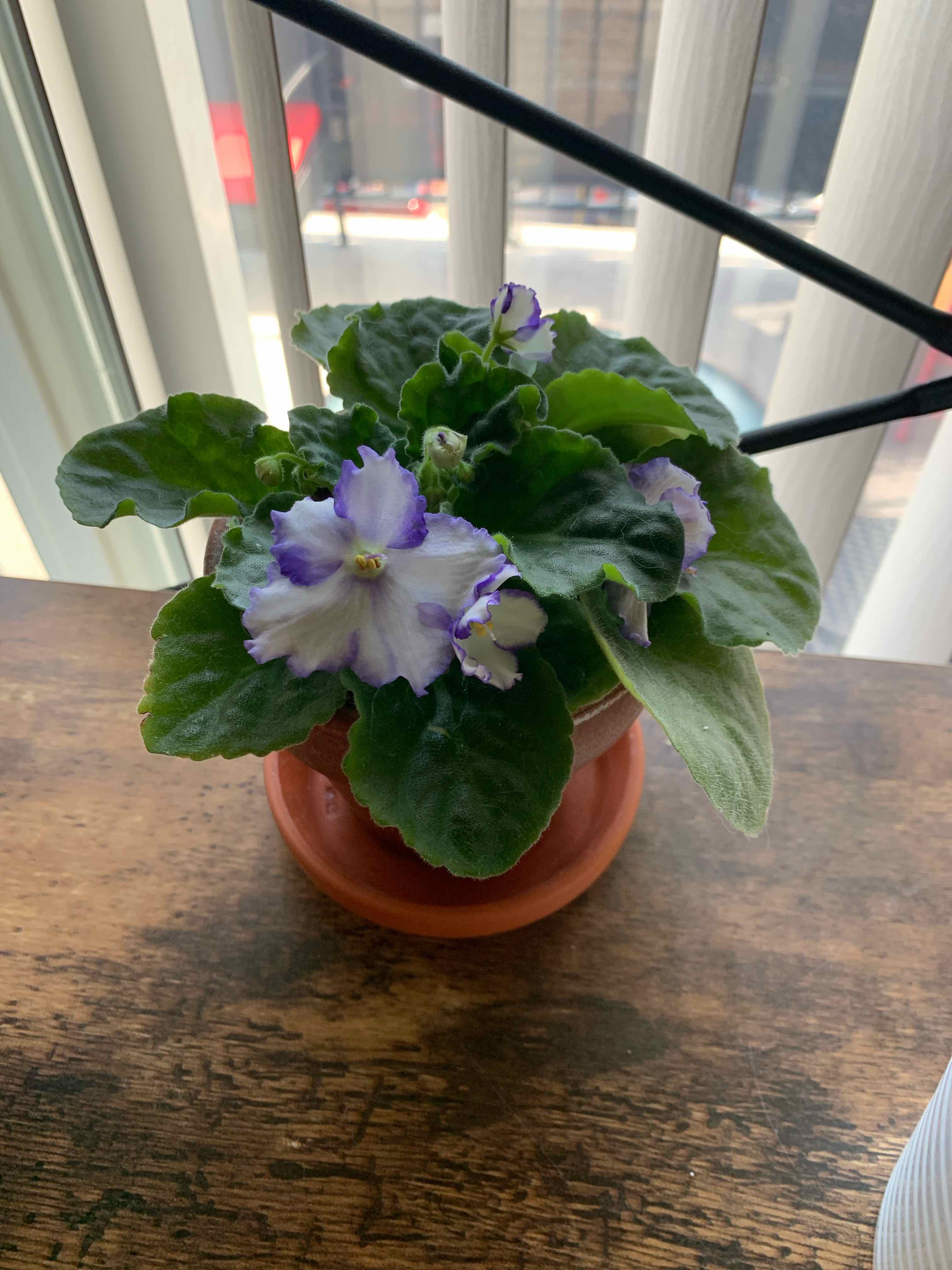 Best Potting Soil Mix For African Violet