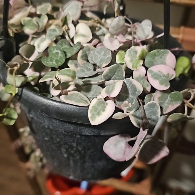Photo of the plant species String of Hearts by @FunnyCalendula named Elle on Greg, the plant care app