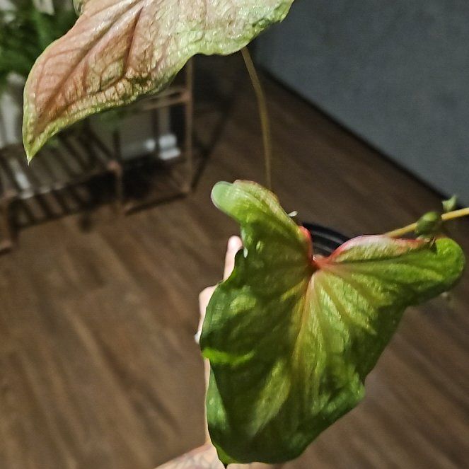 Photo of the plant species Desert Sunset Caladium by @FunnyCalendula named Planty on Greg, the plant care app