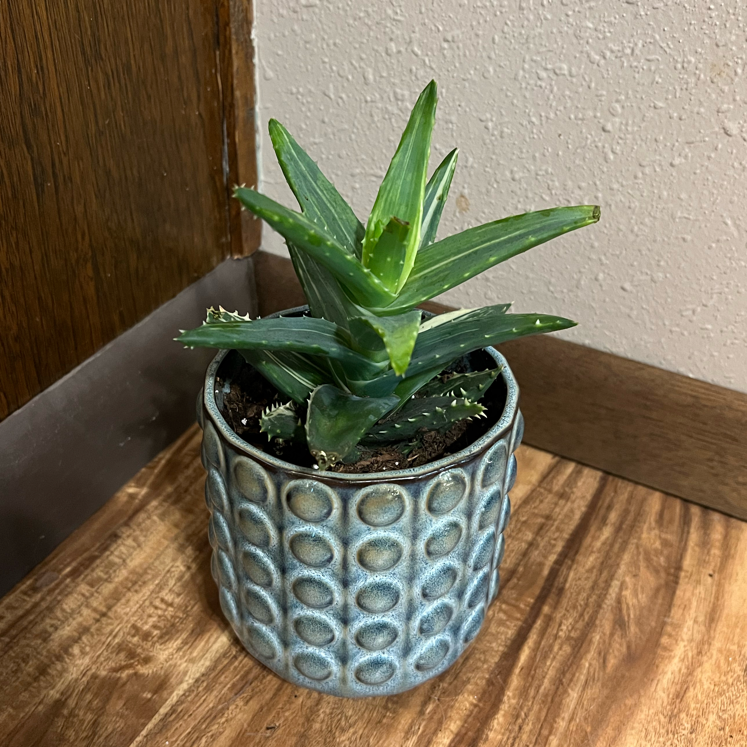 Photo of the plant species Variegated Aloe Nobilis by @tatortot38 named Valoe on Greg, the plant care app