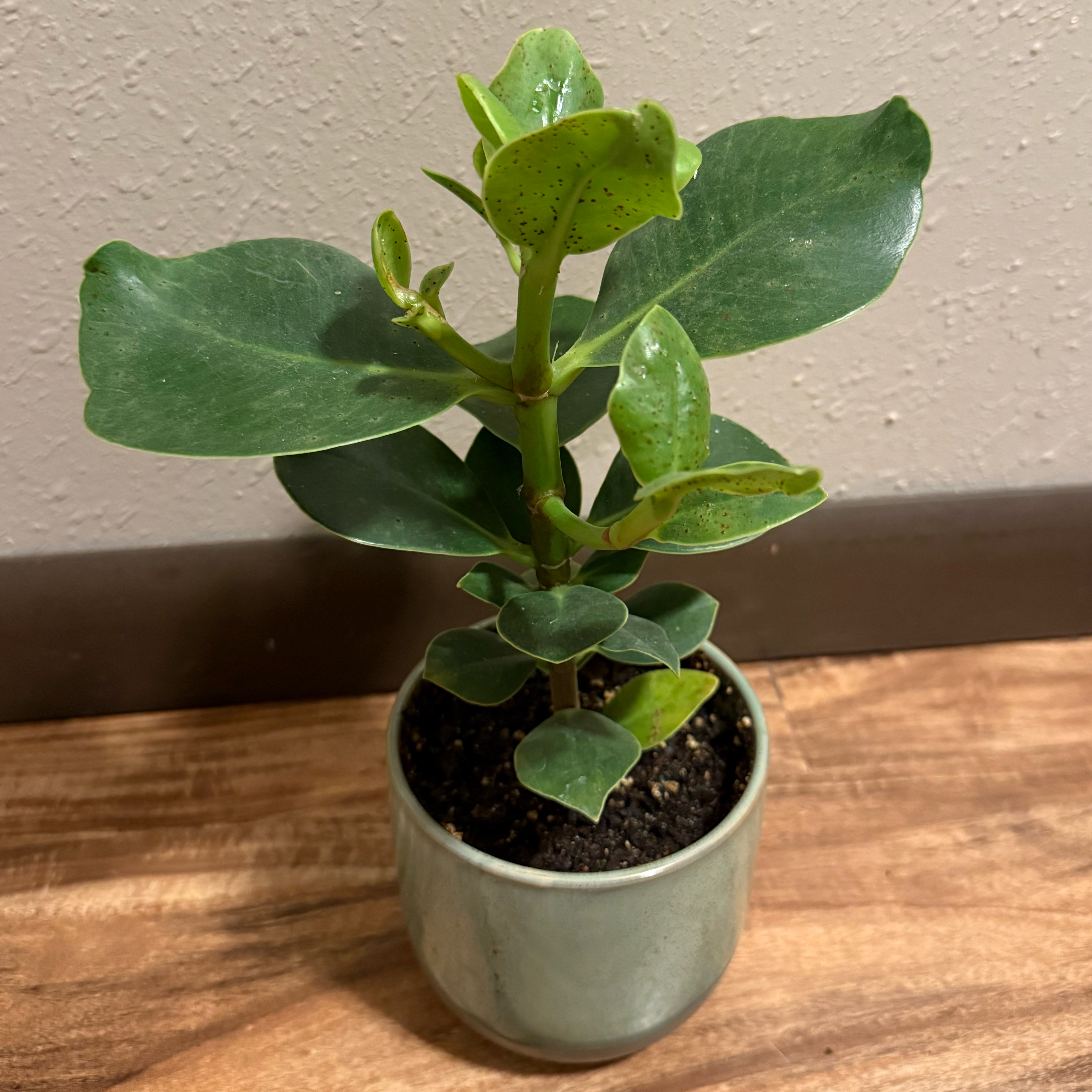 Photo of the plant species Dwarf clusia by @tatortot38 named Lil’ Rosa on Greg, the plant care app