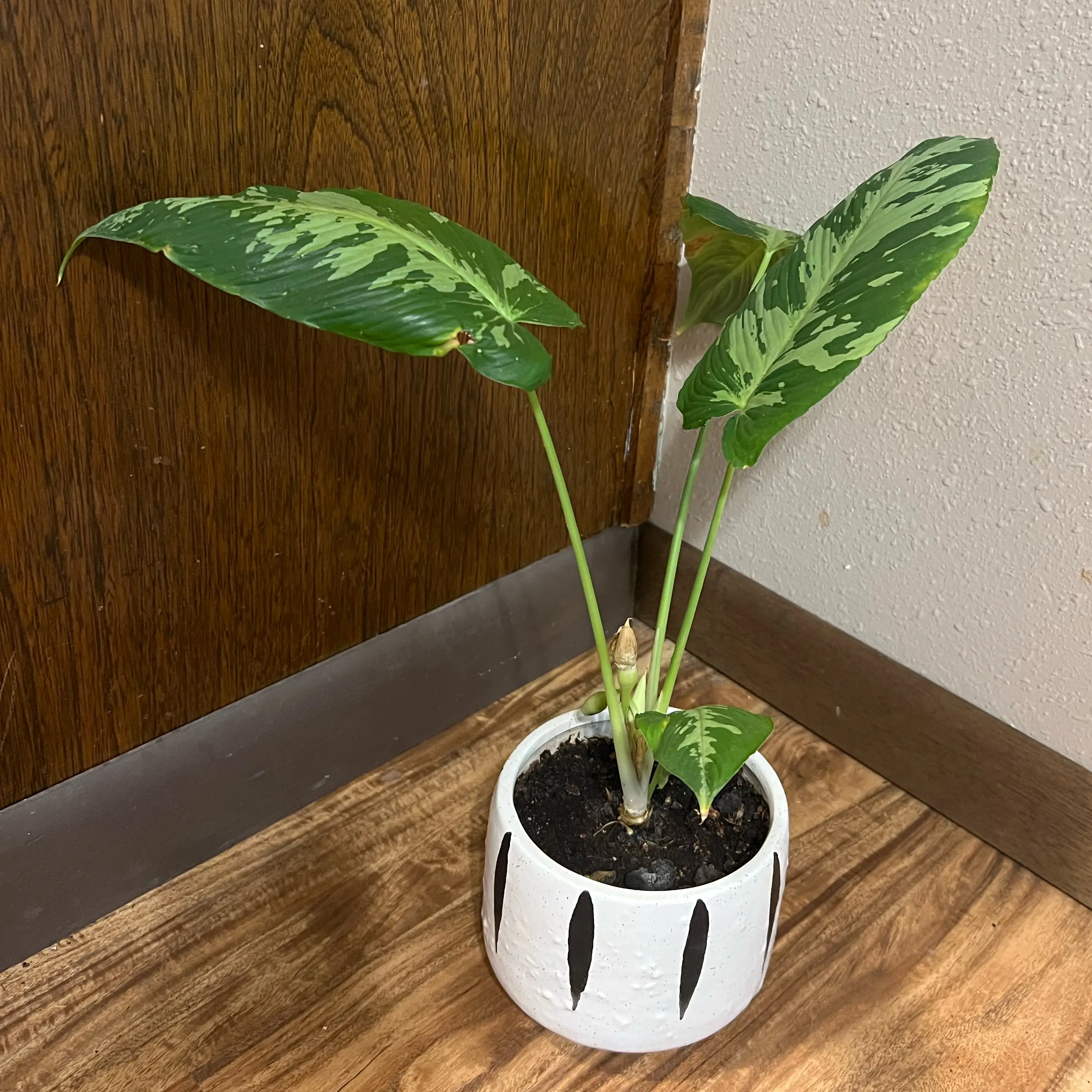 Photo of the plant species Schismatoglottis pusilla by @tatortot38 named Benny on Greg, the plant care app