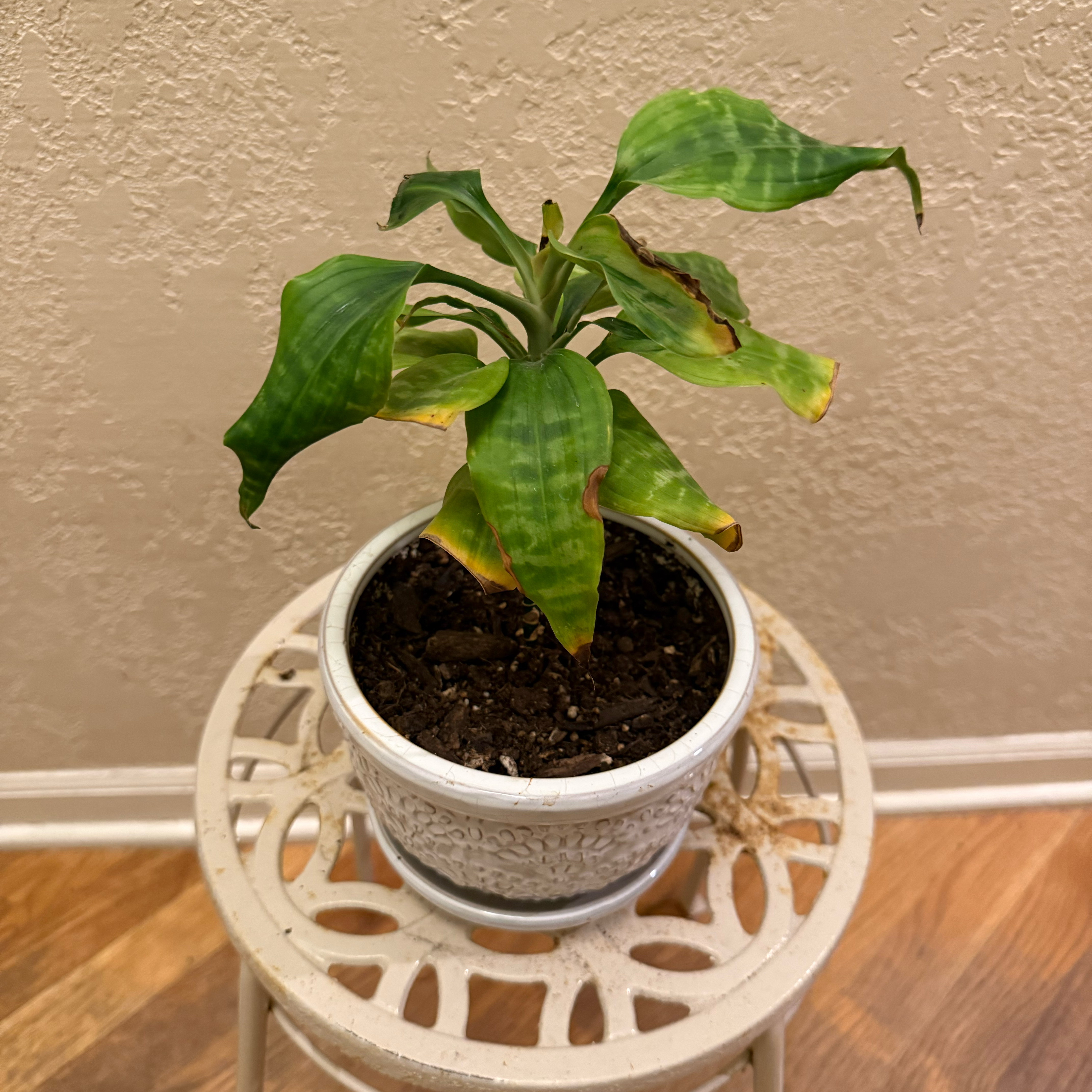 Photo of the plant species Zebra Striped Dragon Tree by @tatortot38 named Lil’ Zeva on Greg, the plant care app