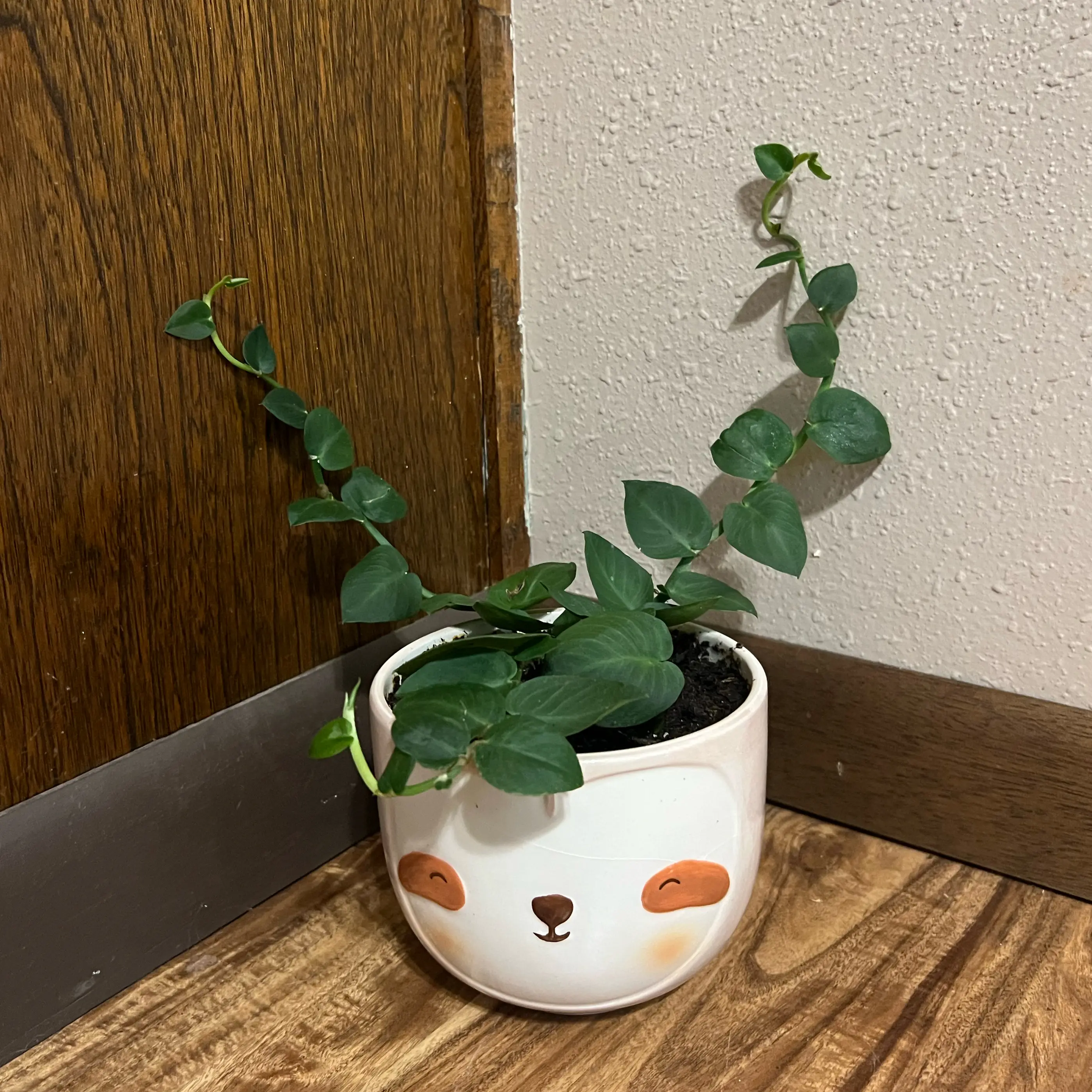 Photo of the plant species rhaphidophora korthalsii thai constellation by @tatortot38 named Sleepy on Greg, the plant care app