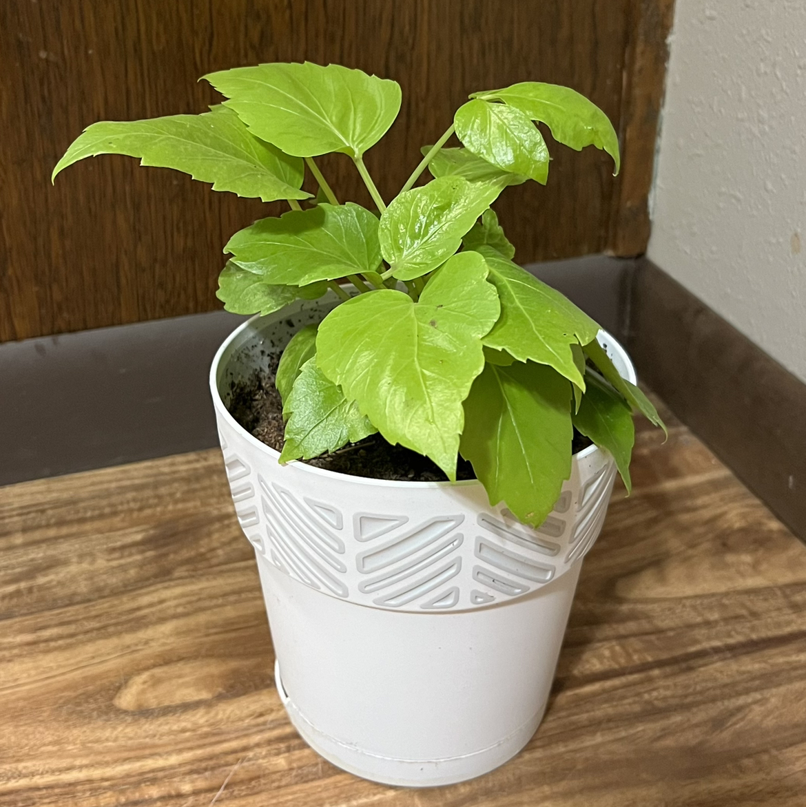 Photo of the plant species Neon Umbrella Tree by @tatortot38 named Soleil on Greg, the plant care app