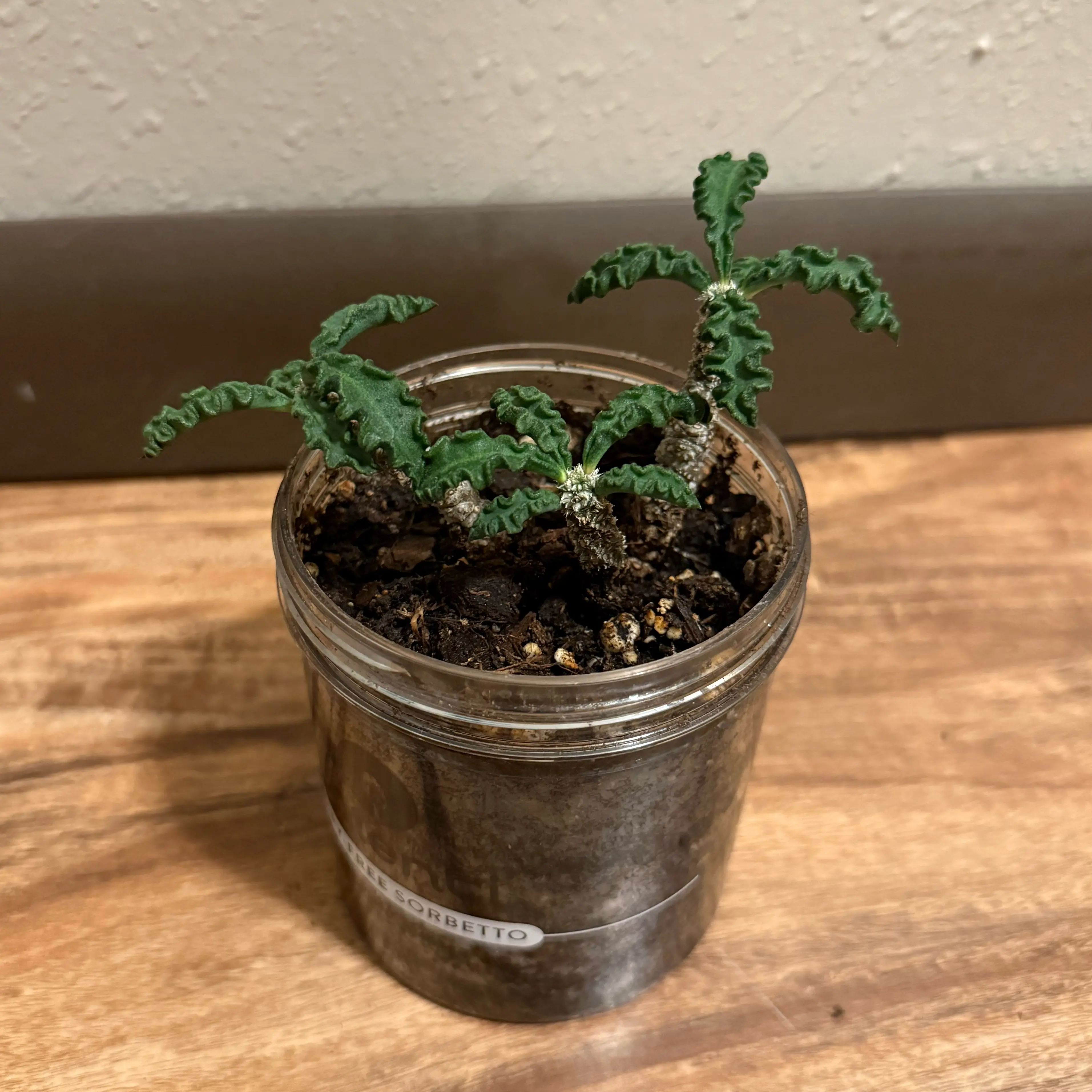 Photo of the plant species Euphorbia decaryi by @tatortot38 named Ziggy on Greg, the plant care app
