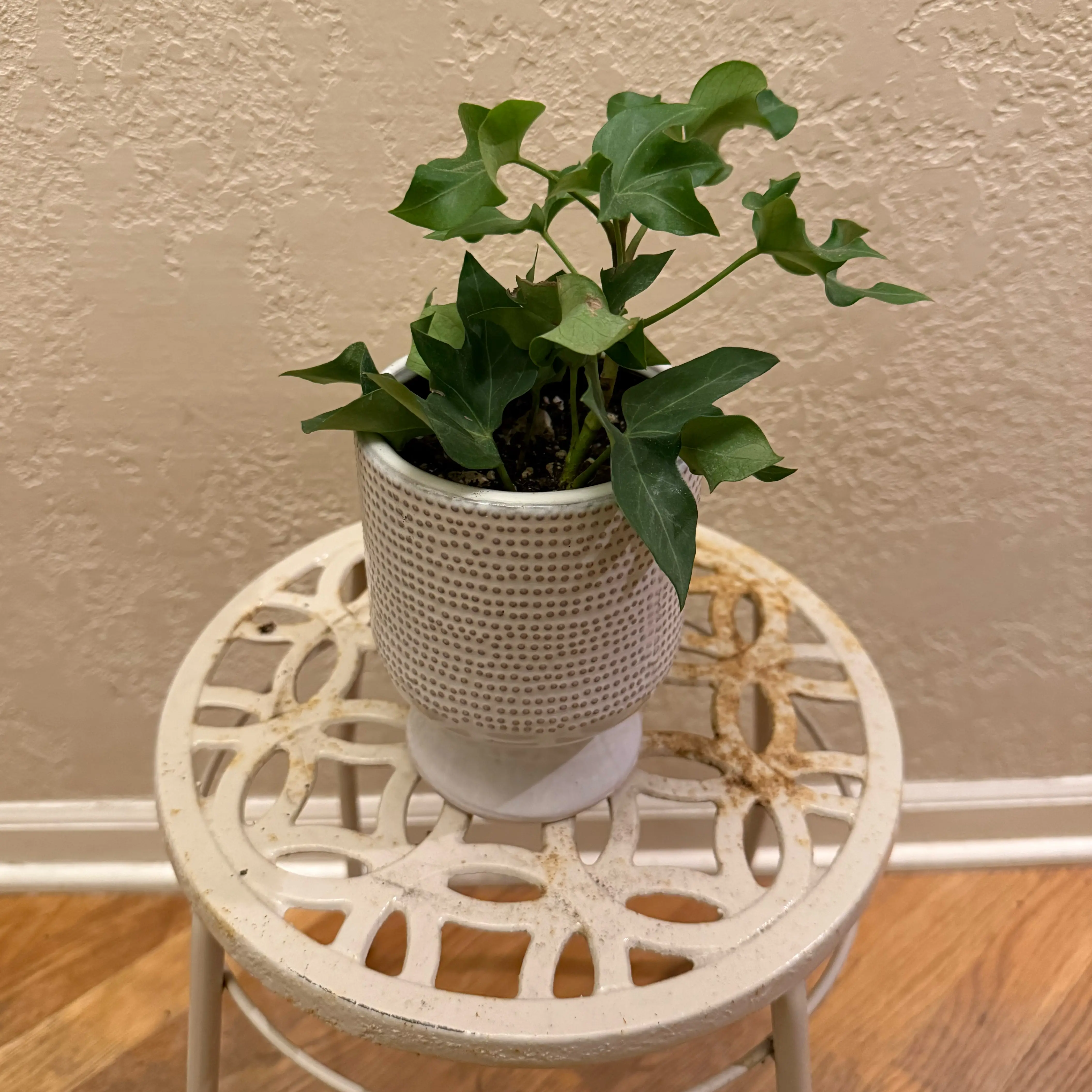 Photo of the plant species Ivy Tree by @tatortot38 named Planty on Greg, the plant care app