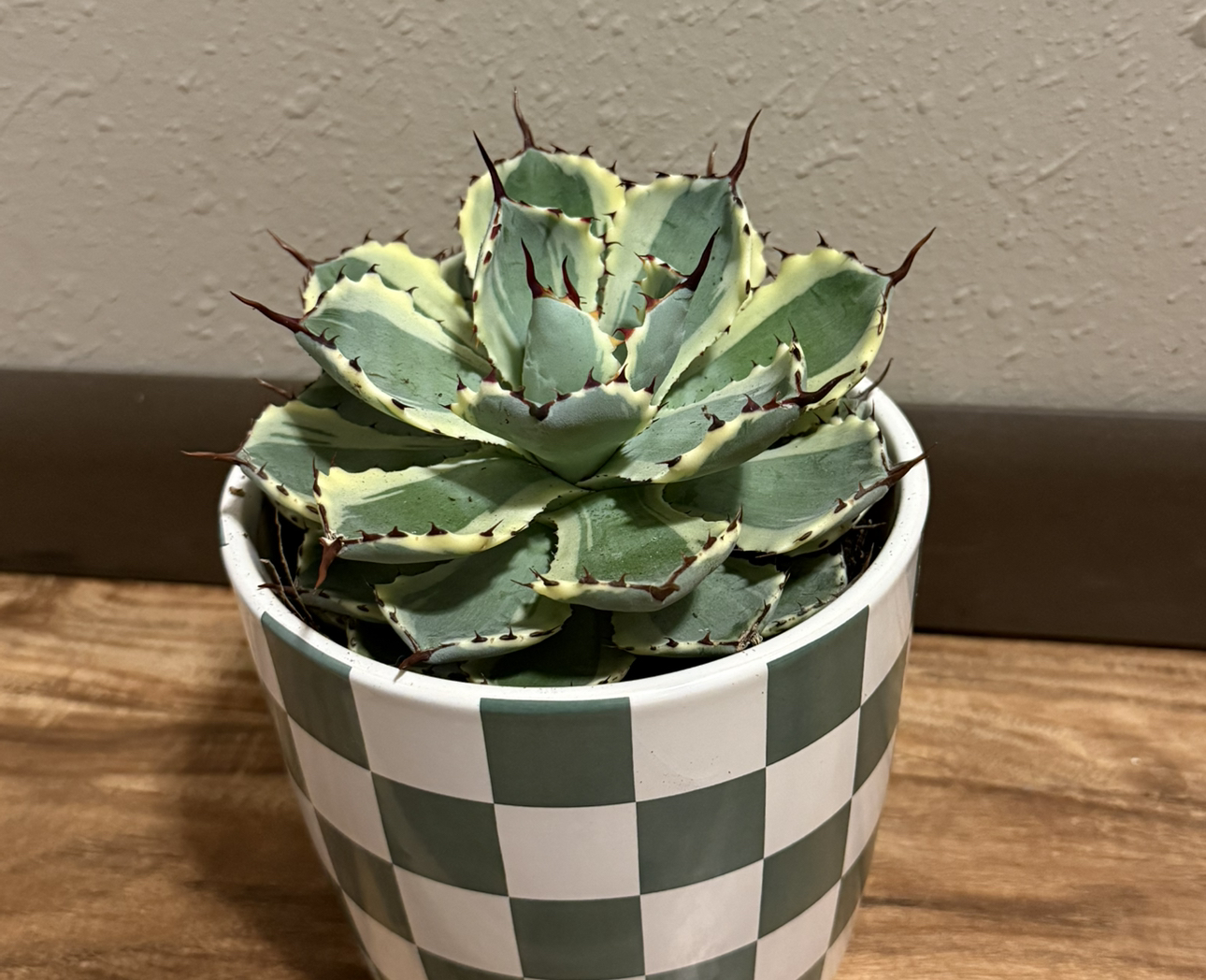 Photo of the plant species Agave 'Desert Diamond' by @tatortot38 named Diamond on Greg, the plant care app
