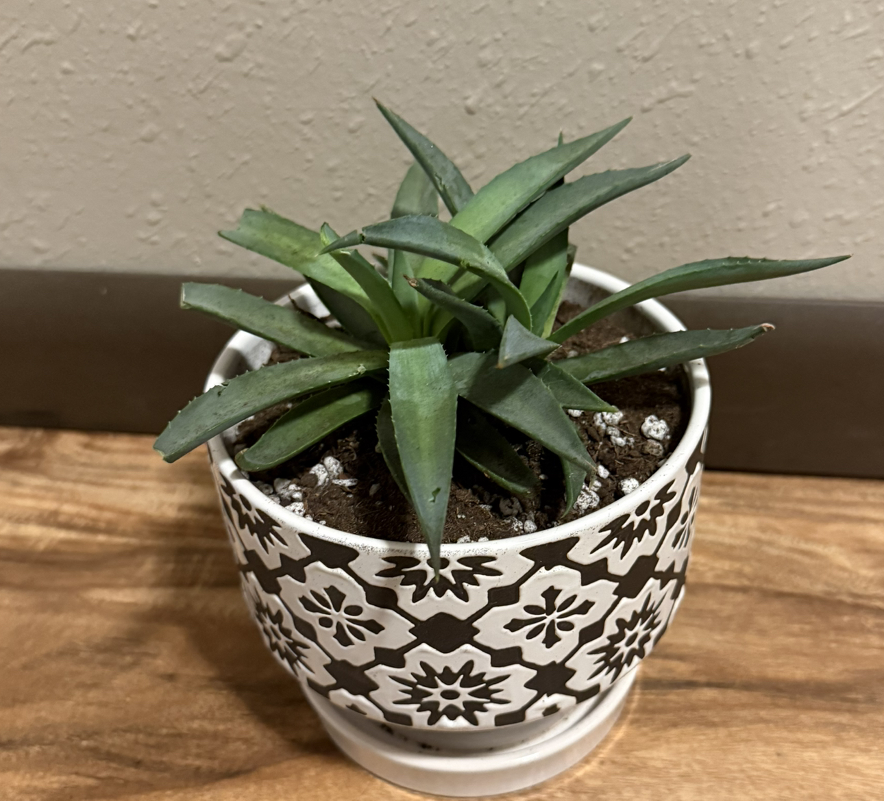 Photo of the plant species Mangave 'Frosted Elegance' by @tatortot38 named Frosty on Greg, the plant care app