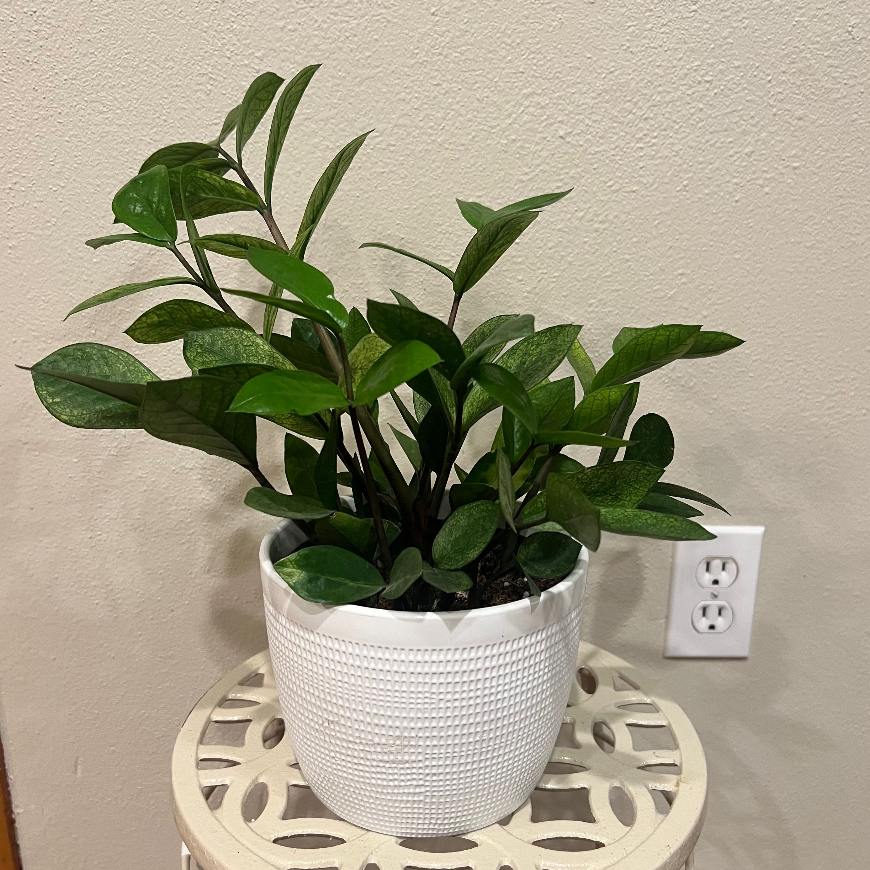 Why Are My Chameleon ZZ Plant Leaves Curling?