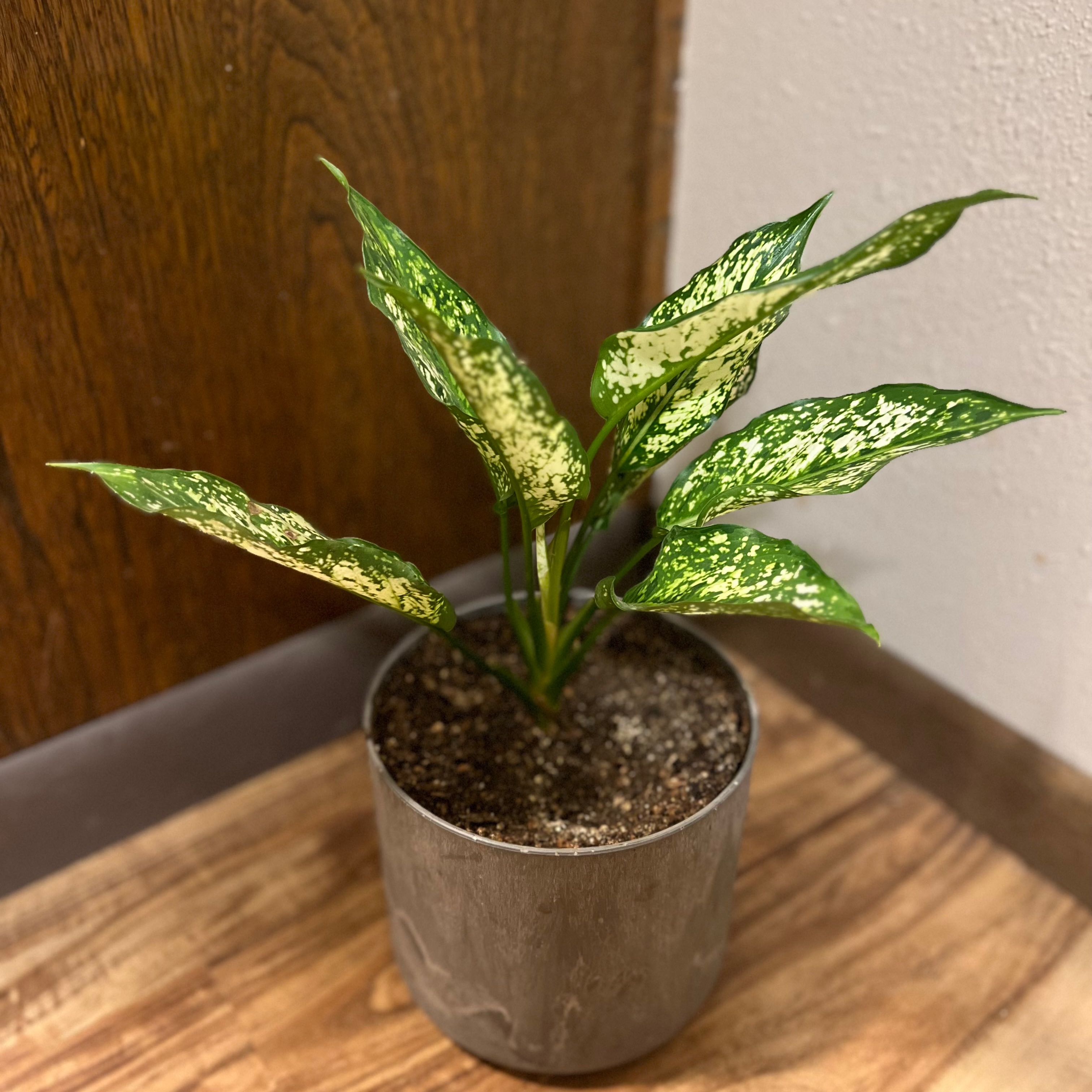 Potted Aglaonema 'Spring Snow' plant with variegated green and white leaves.
