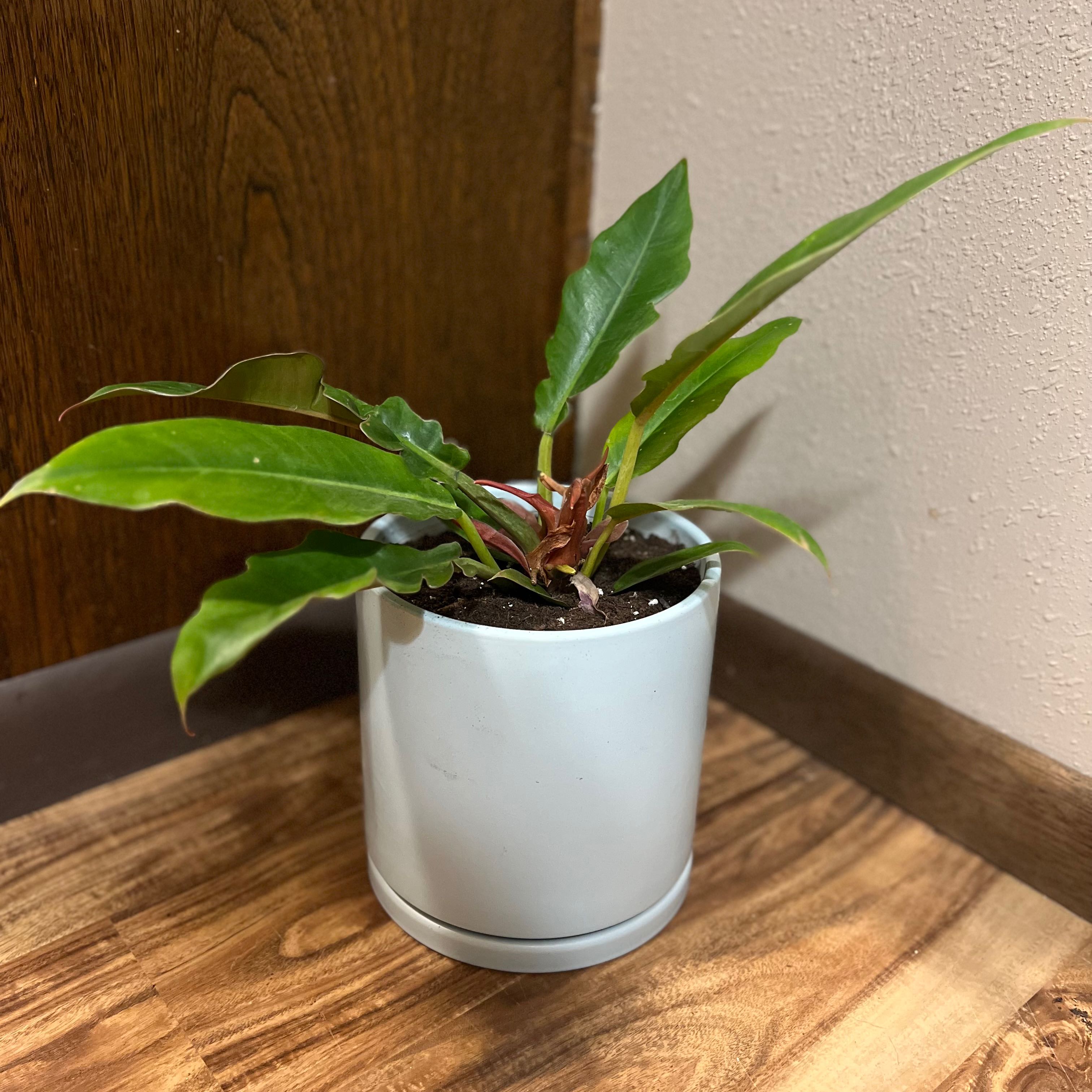 Potted Tiger Tooth Philodendron with healthy green leaves in a white pot.
