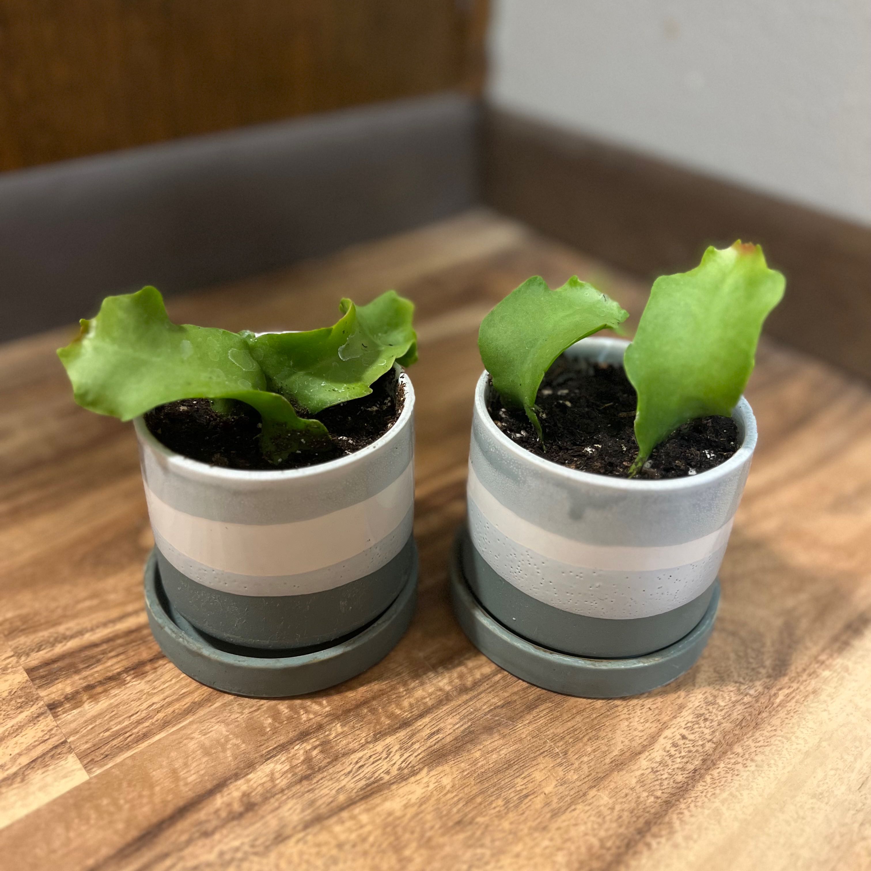 Two small potted Curly Locks Orchid Cactus plants with green, wavy leaves on a wooden surface.