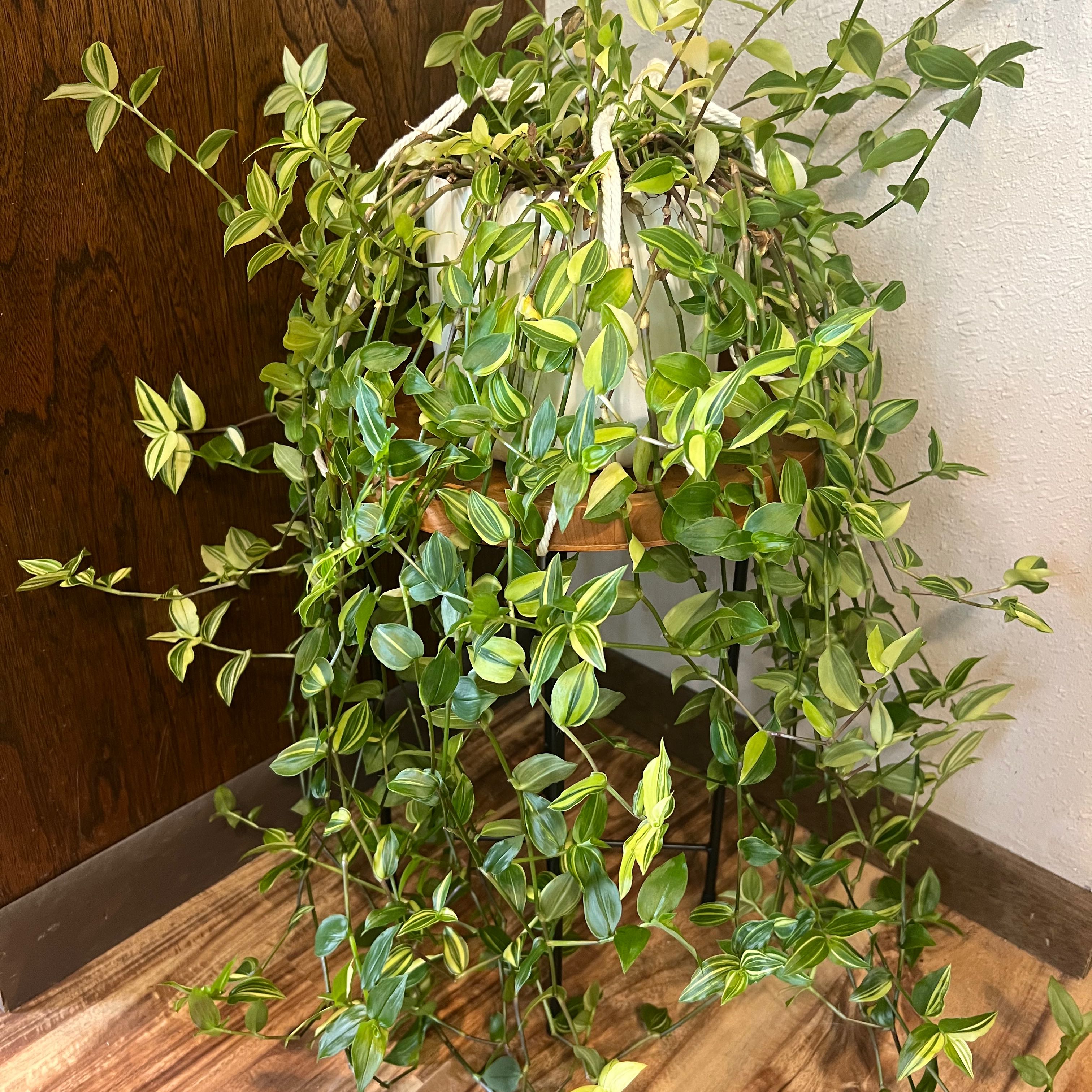 Tradescantia 'Yellow Zebra' plant in a white pot on a stand with vibrant variegated leaves.